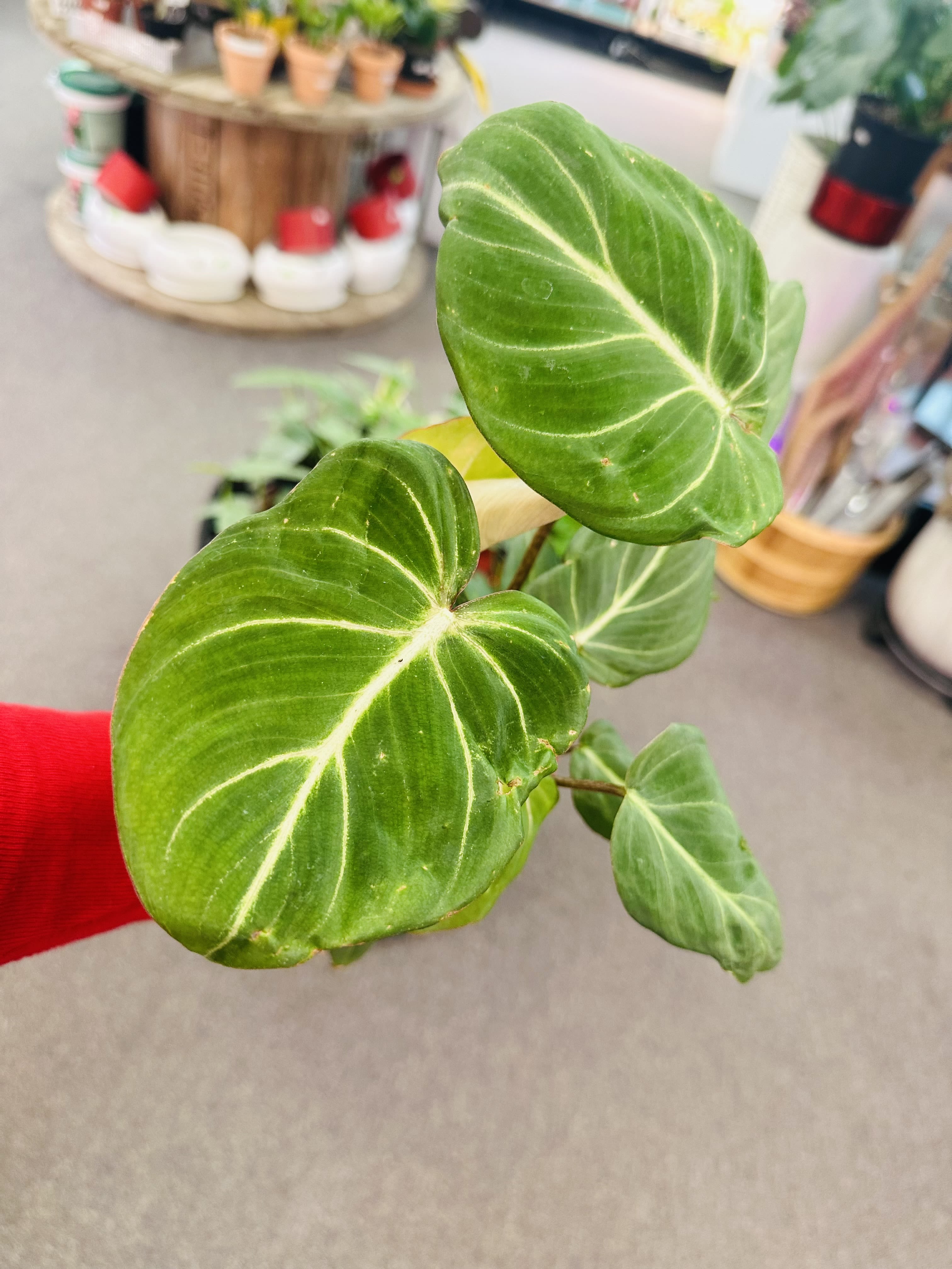 Philodendron Gloriosum Philodendron Gloriosum - Bright indirect sunlight is the best for Gloriosum Stick your finger into the pot. Is the half topsoil dry? If yes, you can water it. A watering schedule of 1-2 times a week should do the trick. Prefer misting
