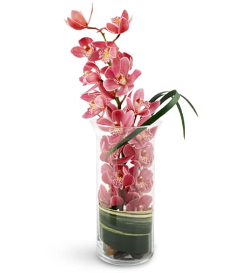 Cymbidium Simplicity Cymbidium Simplicity - For a true work of art, choose this gift that is pure elegance in its simplicity. One fabulous stem of cymbidium orchids is presented in a tall, clear glass cylinder, ready to be viewed and enjoyed. A shiny matching ribbon adds a splendid touch.
