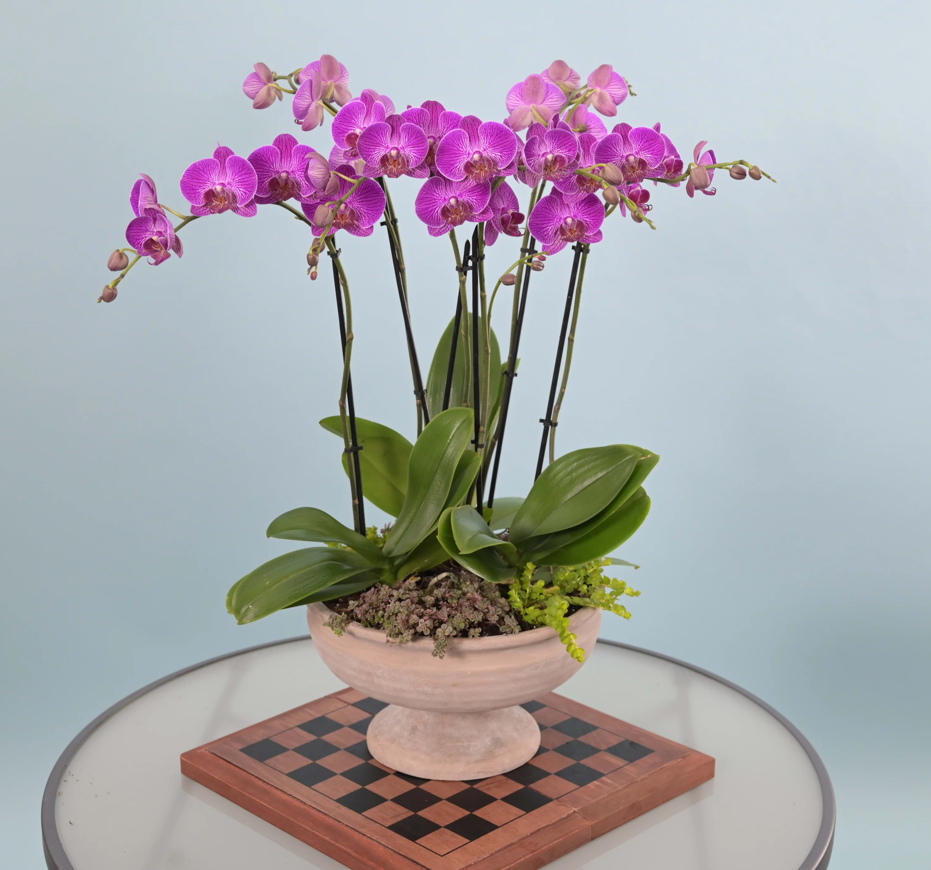 Chateau Chateau - *Please be aware that the colors of orchids may vary. If you have a specific color preference, kindly mention it in the special instructions when placing your order, and we will do our best to accommodate your request. However, please note that color availability is subject to the stock on hand. Introducing "Chateau," an exquisite floral arrangement that takes the elegance of the "Juliet" to new heights. This magnificent creation showcases the same captivating combination of orchids and succulents but in a larger and more plentiful presentation. In this grand arrangement, the delicate petals of the orchids gracefully intertwine with the sculptural beauty of the succulents, creating a breathtaking display of textures and colors. The visual contrast and harmony between these elements make "Chateau" a true work of art that demands attention and admiration. Housed in a luxurious terracotta container, "Chateau" exudes a sense of sophistication and natural allure. It becomes a focal point in any space, whether adorning your living room or gracing a grand event while adding a touch of elegance to a corporate setting. The versatility of "Chateau" knows no bounds, making it an exquisite choice for any occasion.