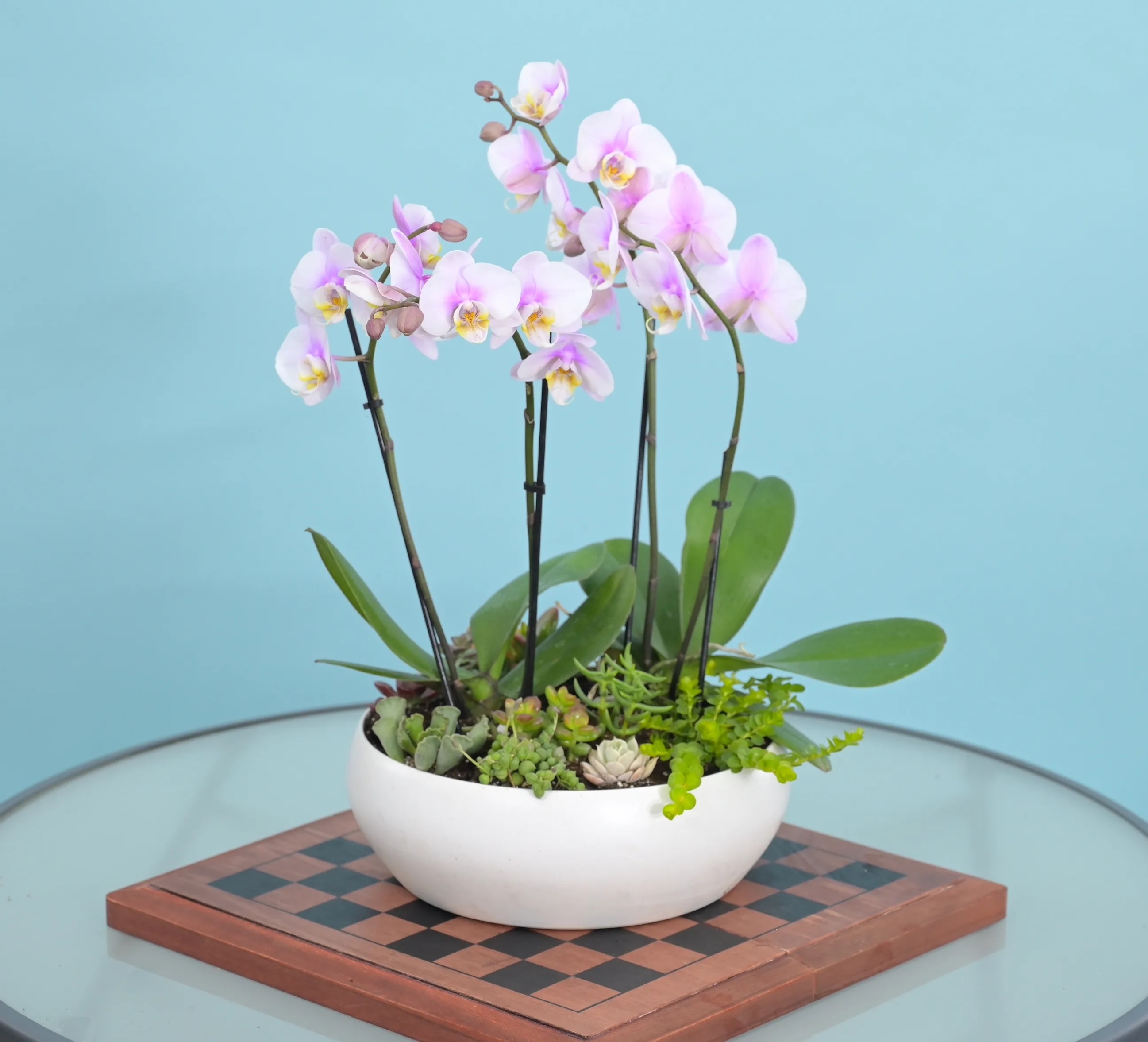 Orchids and Suculents -White Container - Please be aware that the colors of orchids may vary. If you have a specific color preference, kindly mention it in the special instructions when placing your order, and we will do our best to accommodate your request. However, please note that color availability is subject to the stock on hand.  This exquisite display features two double Orchids elegantly presented in a pristine white ceramic pot adorned with a lush selection of beautiful succulents. The vibrant Orchids create a stunning focal point with their delicate petals and graceful stems. At the same time, the resilient succulents add a touch of greenery and texture, creating a captivating visual interplay.  Versatile and charming, this arrangement is the perfect addition to any home or office space. Whether celebrating a birthday, extending get-well wishes, expressing congratulations, or simply conveying a heartfelt thank-you, the &quot;Orchids and Succulents&quot; arrangement is thoughtful. The timeless allure of these blooms makes them ideal for romantic gestures or as an eye-catching centerpiece for special occasions.   