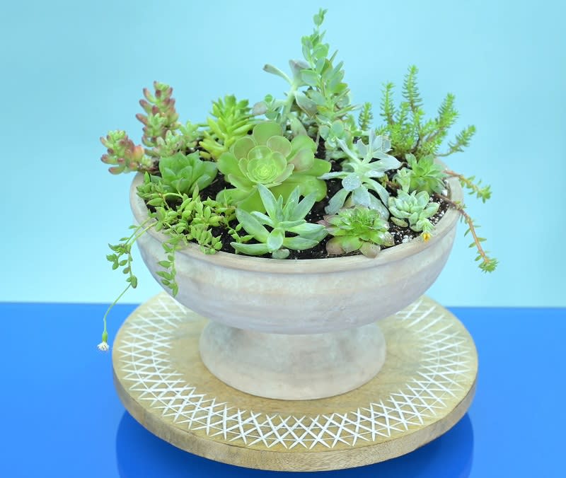 Modern Zen-12&quot; Sucullent Arrangement in a Terracota Container  -  Meticulously designed, this arrangement seamlessly blends timeless elegance with contemporary flair. Nestled within a sleek and refined terracotta container, it radiates a serene ambiance that instantly calms the soul.  Immerse yourself in the essence of &quot;Modern Zen,&quot; where a carefully curated selection of succulents takes center stage, showcasing an array of beautiful shapes, sizes, and gentle hues. Each succulent contributes to the overall serenity of the arrangement, forming a harmonious composition that effortlessly soothes the senses. The terracotta container's clean lines and timeless allure serve as a minimalist backdrop, accentuating the natural beauty of the succulents.  With our swift same-day flower delivery service, available in Raleigh and surrounding cities such as Chapel Hill, Cary, Morrisville, Apex, Durham, Wake Forest, Fuquay Varina, Holly Springs, and Research Triangle Park, you can effortlessly invite the serene ambiance of &quot;Modern Zen&quot; into your space. As the trusted florist of Raleigh, we take great pride in our prompt and reliable floral design and flower delivery service, ensuring your complete satisfaction.  