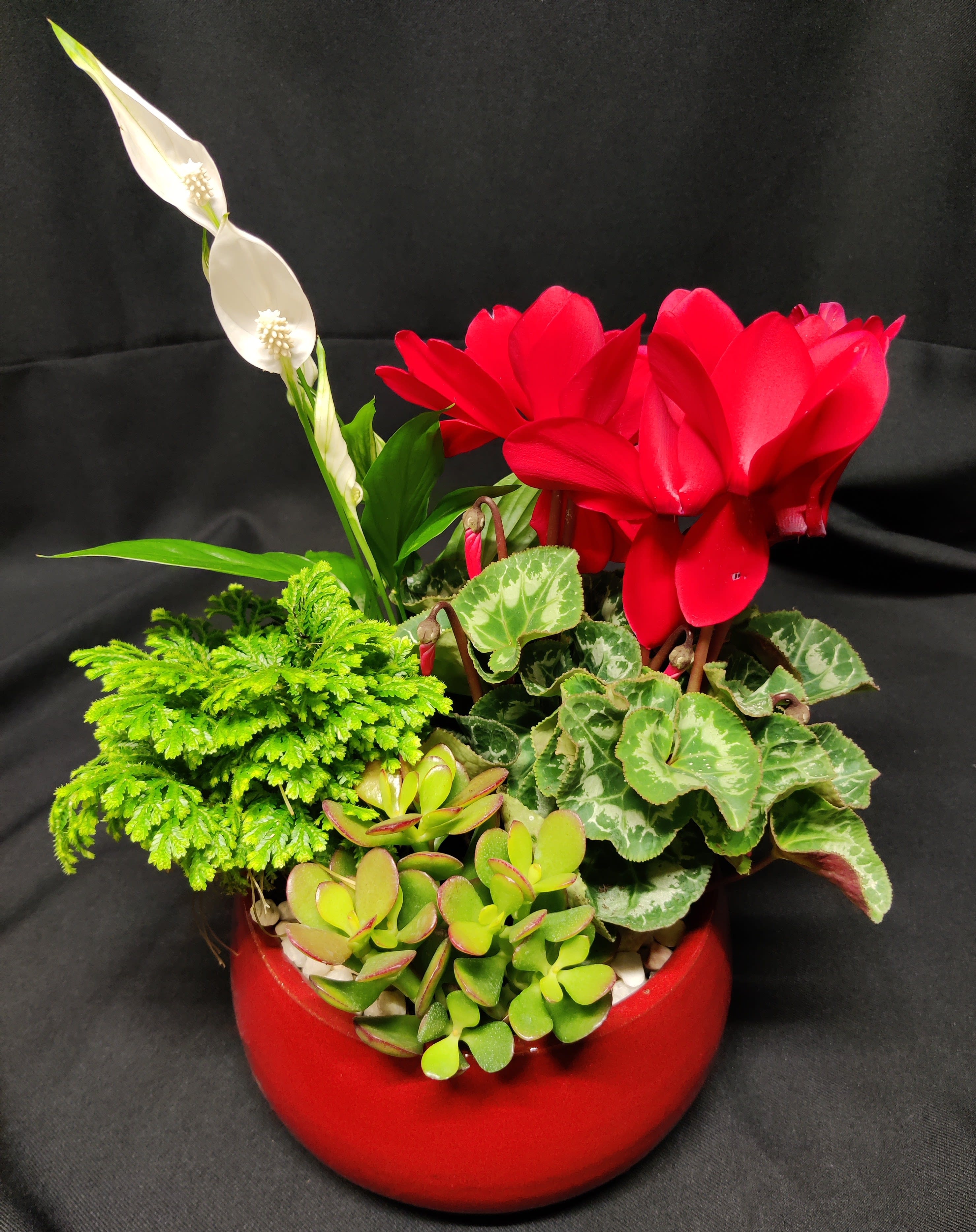 Jade blooming planter in red pot Jade blooming planter in red pot - Red highest quality pot will surely be a favorite. Jade, blooming peace lily, cyclamen and selaginella moss plant shown. Plants may vary. For brightest indoor or sheltered outdoor exposure.
