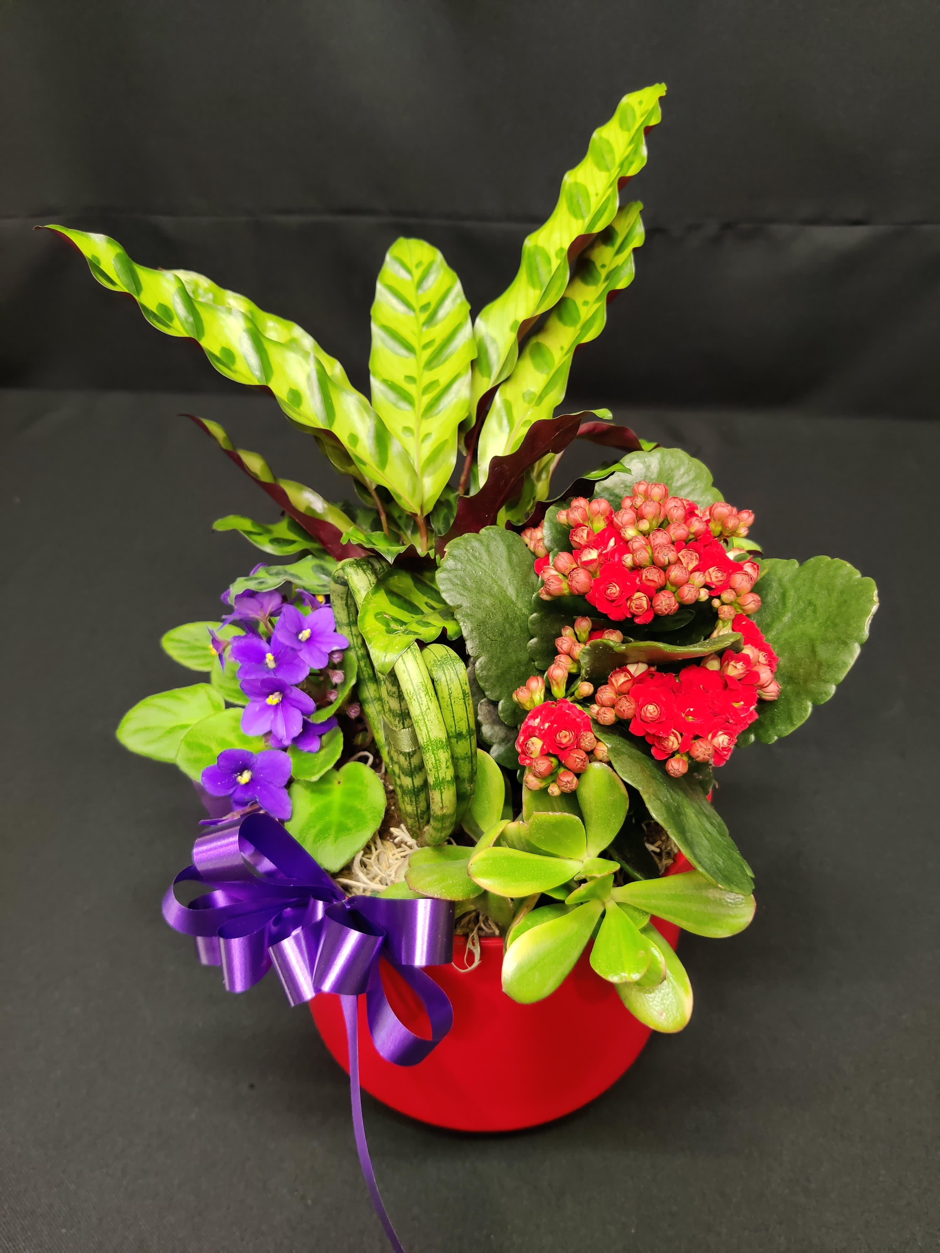 Indoor garden with Calathea - Long lasting living plants and the sweetest heart shape plant at center.  Loving gesture at Valentine's day or as a 'Thank you, sweet friend!'