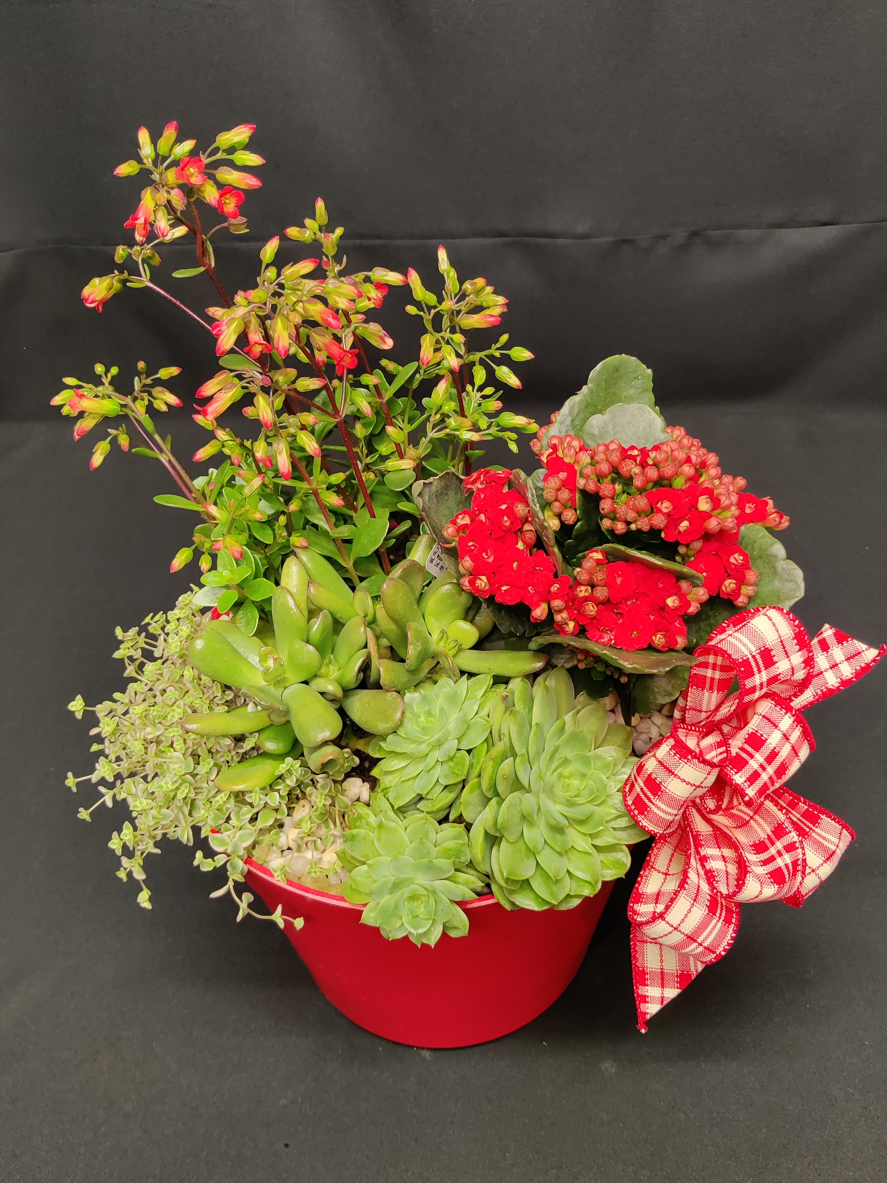 Rare and Blooming Red Succulent Garden - Fun grey blue succulents, blooming red succulents. Some fun ones you just don't see very often.  For the Succulent Afficianado! Muah! Plants may vary.