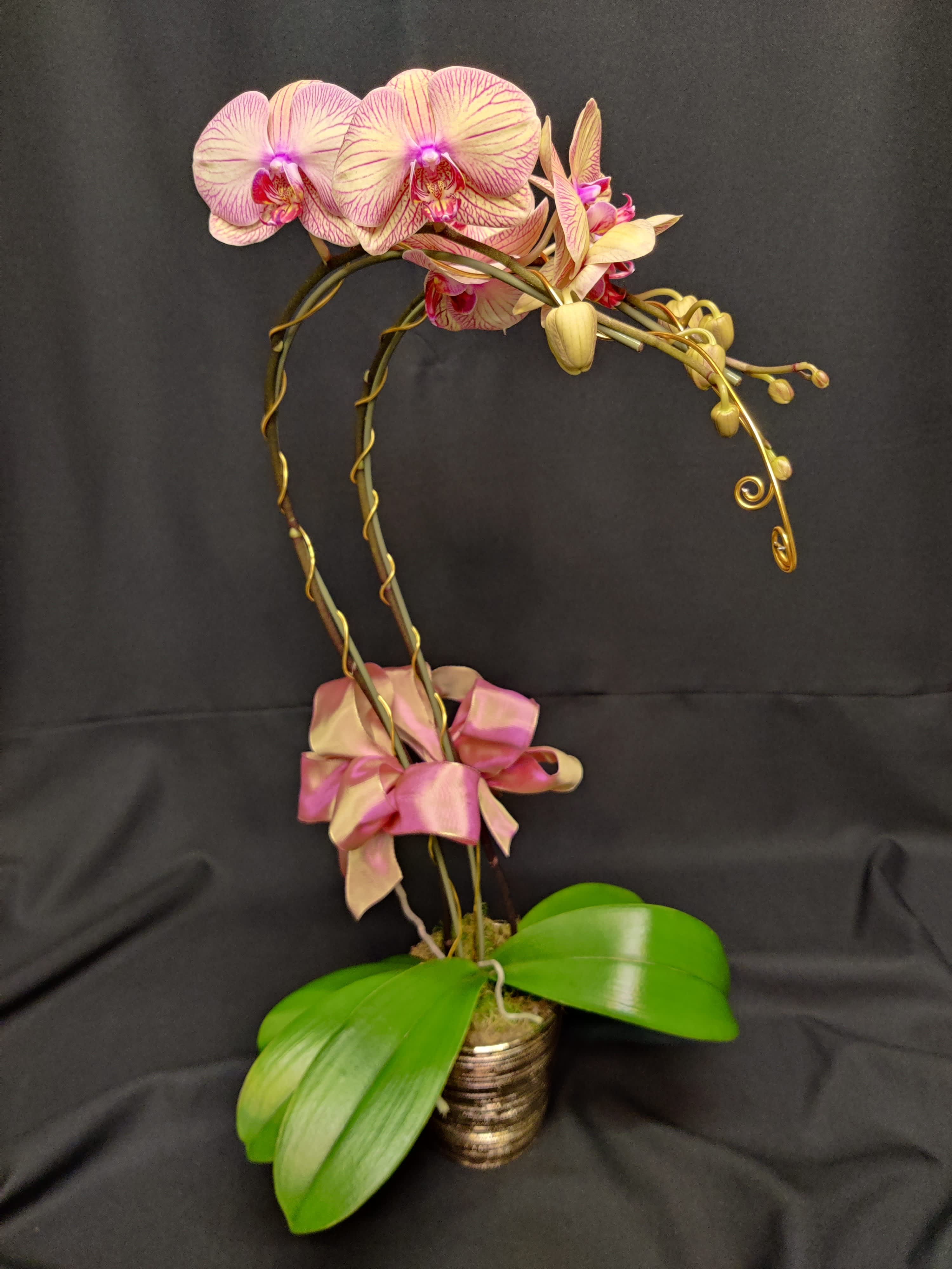 Phalaenopsis orchid potted with golden accents - Living orchid plant in a beautiful presentation. Easy to maintain indoors and long lasting flowers. Colors and container may vary.