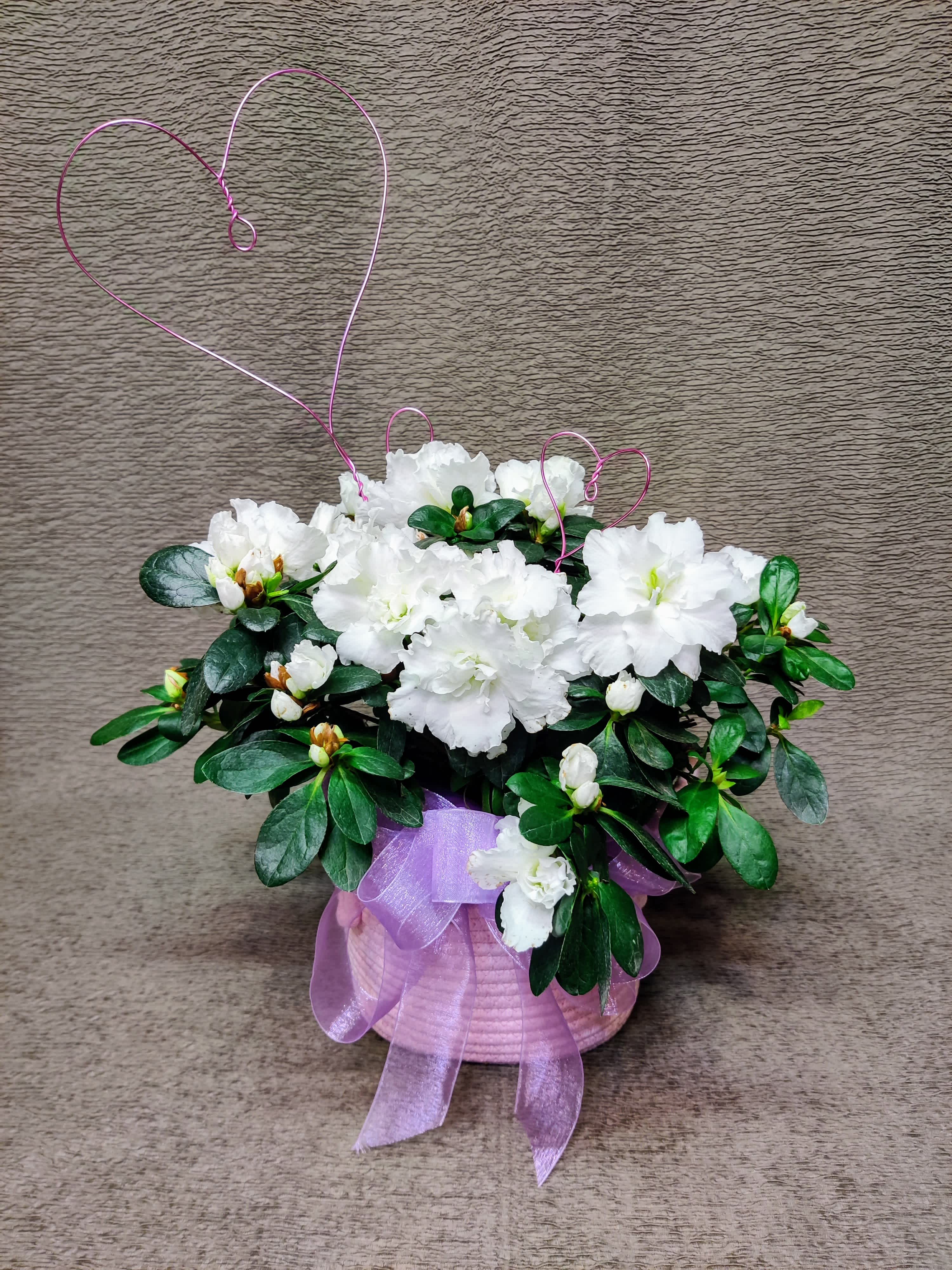 Blooming outdoor plant with Hearts of Your Love - Perennial plant for the garden. Dressed in a cute cloth basket with a hearts. Colors may vary