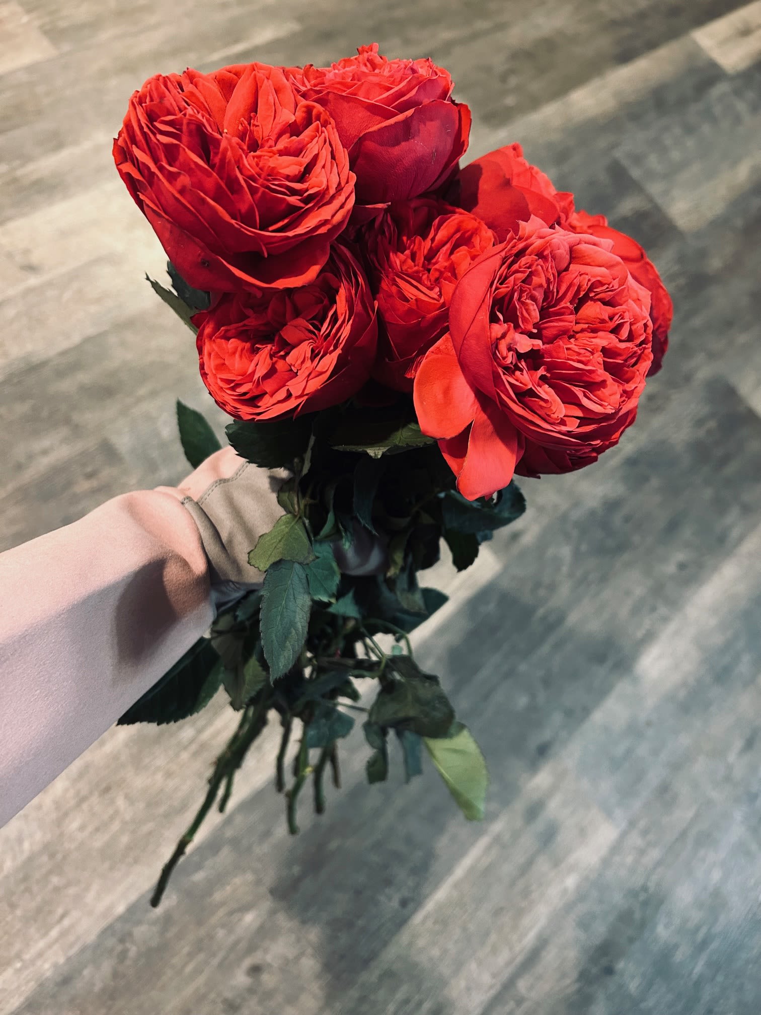 2 Dozen Fresh Cut Garden Roses 2 Dozen Fresh Cut Garden Roses - 24 freshly cut Garden Roses of your choice delicately arranged and tied with ribbon upon delivery. Available in most colors.
