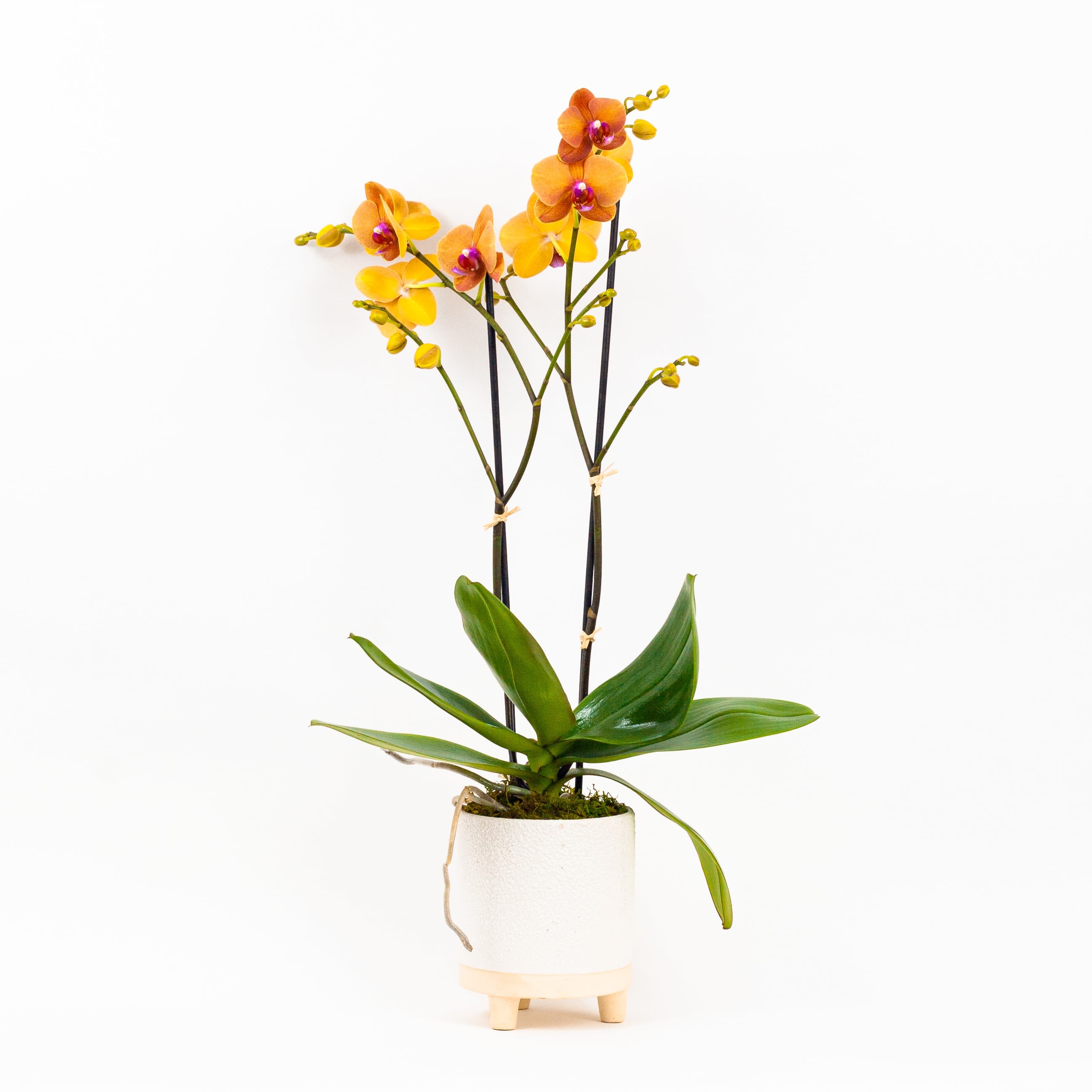 Golden Dune Orchid - FRESH ORCHID PLANT WITH GOLDEN BLOOMS Fresh and bright. This gorgeous Phalaenopsis orchid plant boasts two luscious flower spikes in a golden pumpkin color with plum-colored centers. Arranged in a white tripod pot with green forest moss, our beautiful orchid plant will add elegance and a touch of the tropics to any home or office.  Why not add a greeting card or quality handmade candle for an extra special gift? Check our blog for more handy tips on how to care for indoor plants. About Phalaenopsis Orchids  When their orchid flowers expire, trim the stem at an angle just above the node, below where the first flower bloomed. If the stem is looking yellow and withering, trim to the base of the plant. Cared for correctly, new flower spikes will begin to grow. This typically happens on an annual basis.  Orchid plants love a light, warm position and high humidity. Use the ‘green thumb’ method of watering, by checking whether the soil feels dry before giving more water.  Location: Year-round, light to partial shade. By day at 68-77°F (20-25°C). By night not under 61°F (16°C). Care: Keep moderately moist with soft water all year. Allow the soil to dry up a little but never to dry out completely between waterings and provide orchid food every 14 days. High humidity is an advantage. The roots need a lot of air, so use orchid mix to repot and avoid injuring the roots. Only use light pots as dark pots will heat up and damage the roots. Lowering night temperatures to 55-61°F (13-16°C) for three to four weeks in late fall or winter will improve flowering. Propagation: By adventitious plantlets that can be potted when they have grown strong little roots. Pests and diseases: Scale insects if kept too dry; root rot if roots are damaged. Uses: A beautiful orchid; good for beginners; excellent for hydroponics.  Golden Dune Orchid features: 1 fresh Phalaenopsis orchid plant with double golden flower spikes Forest moss White tripod pot SIZE: Approximate height of gift is 22”  FAQ Q: What time will my plant arrive and what if no-one is there to accept them? A: Excellent question! We’re unable to provide or guarantee specific delivery times. All our plants are delivered anytime between 9-5pm, with exception to Sympathy designs for a funeral service. For full details around our delivery process and timings, please see our Terms and Conditions. Q: What days do you deliver plants? A: All our plants are available for San Francisco and Daly City delivery seven days a week, between 9am-5pm. Q: May I order for the same day delivery? A: Yes, same day deliveries are available if you place an order before 1pm. Q: May I request to change the design a bit? A: Yes, please make a note in the SPECIAL INSTRUCTION box when you place your online order. We will do our best to follow them. Q: Will my plant look exactly as what is pictured? A: Depending on the season, number of closed buds and coloring may vary. Ready to bring beauty into someone’s world with our beautiful orchid plant delivery? Order this gift online now or give us a call on (415) 752-2060 if you have a question or special request. 