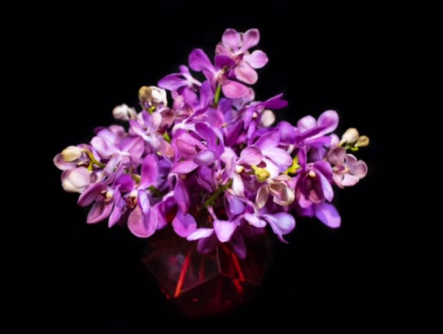 Matthew Matthew - Placed in a geometric low red vase and filled with macara orchids.