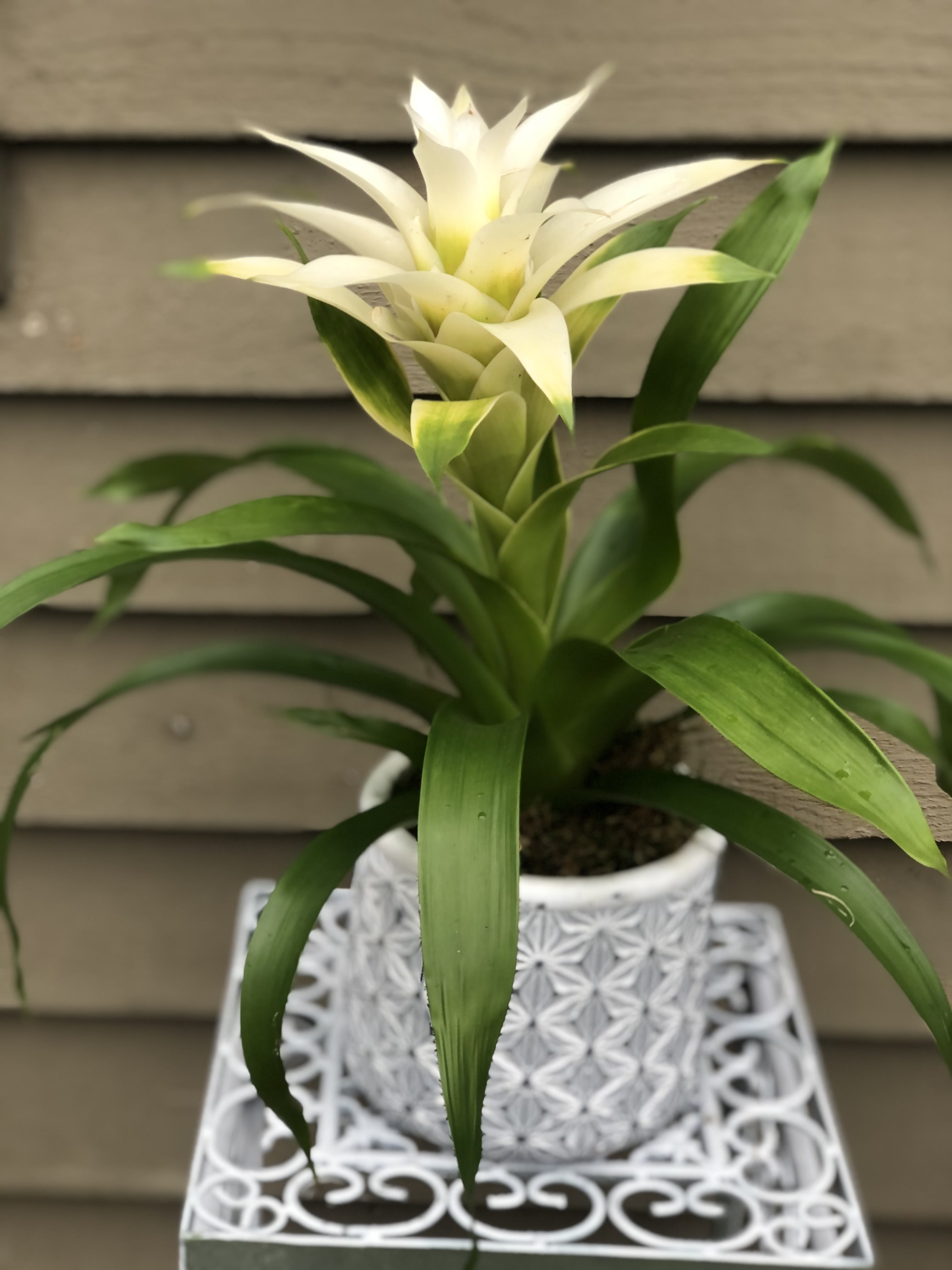 Bromeliad Plant Bromeliad Plant - Add an Exotic touch to any space with one of our potted Bromeliad Plants. Bromeliad plant care is easy and requires no special tools or fertilizers. Water needs are easily achieved by filling the cup of the base of the leaves. The water that collects in the pot should be emptied out weekly. Perfect plant for birthdays, "get well soon," new baby, sympathy, romantic gestures, and "Thank you." Available for delivery in Seattle, Bellevue, Shoreline, and surrounding areas. Available for delivery in all neighborhoods in Seattle including Magnolia, Ballard, Fremont, Downtown, Queen Anne, Crown Hill, U District, West Seattle, International District, Capitol Hill, Pioneer Square, Beacon Hill, Columbia City, Georgetown, etc.