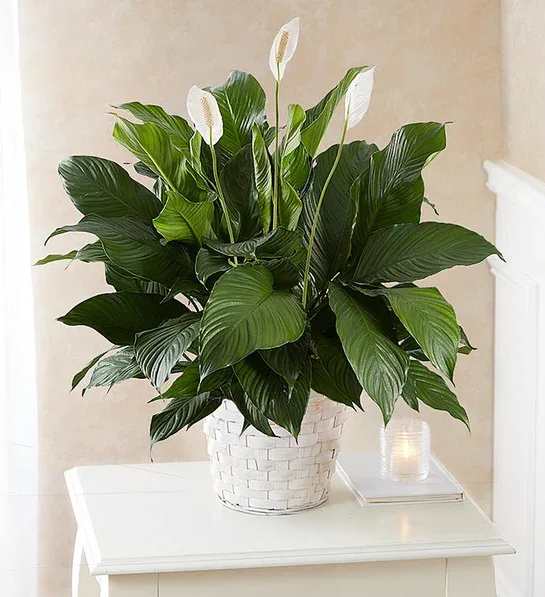 Peace Lily Plant - Our lush lily lives up to its name, with exuberant green leaves and graceful white blooms that bring a serene beauty to any space. Tucked inside a versatile wicker basket, it’s a great way to send get well wishes, say thanks, or welcome someone to their new home.