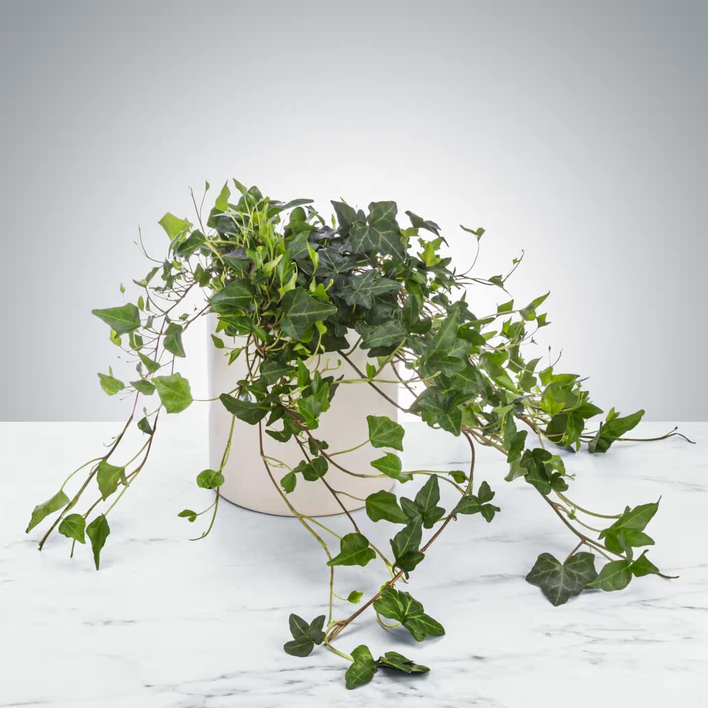 Ivy Plant by BloomNation™ Ivy Plant by BloomNation™ - The english ivy plant is a classic houseplant. It likes medium to bright light and is an excellent plant for air filtration. Send it as a birthday or as a just because surprise for a long-lasting gift and impression.