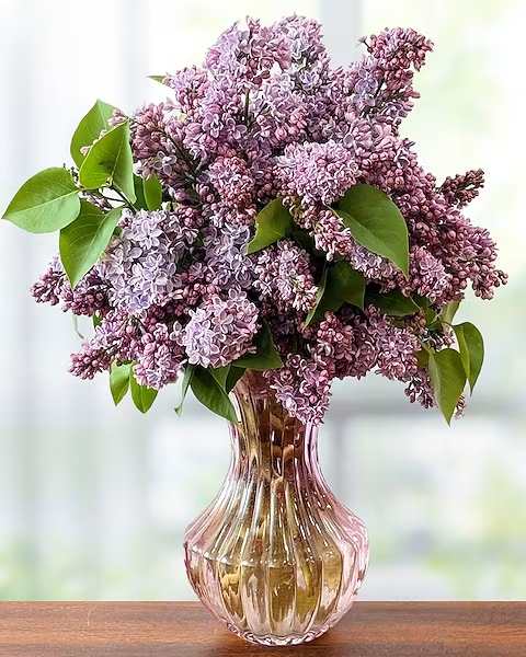 Lilac Love - For those that love lilac! An intoxicating bunch of lilac, presented in a lilac colored glass vase.  All prices in USD ($)