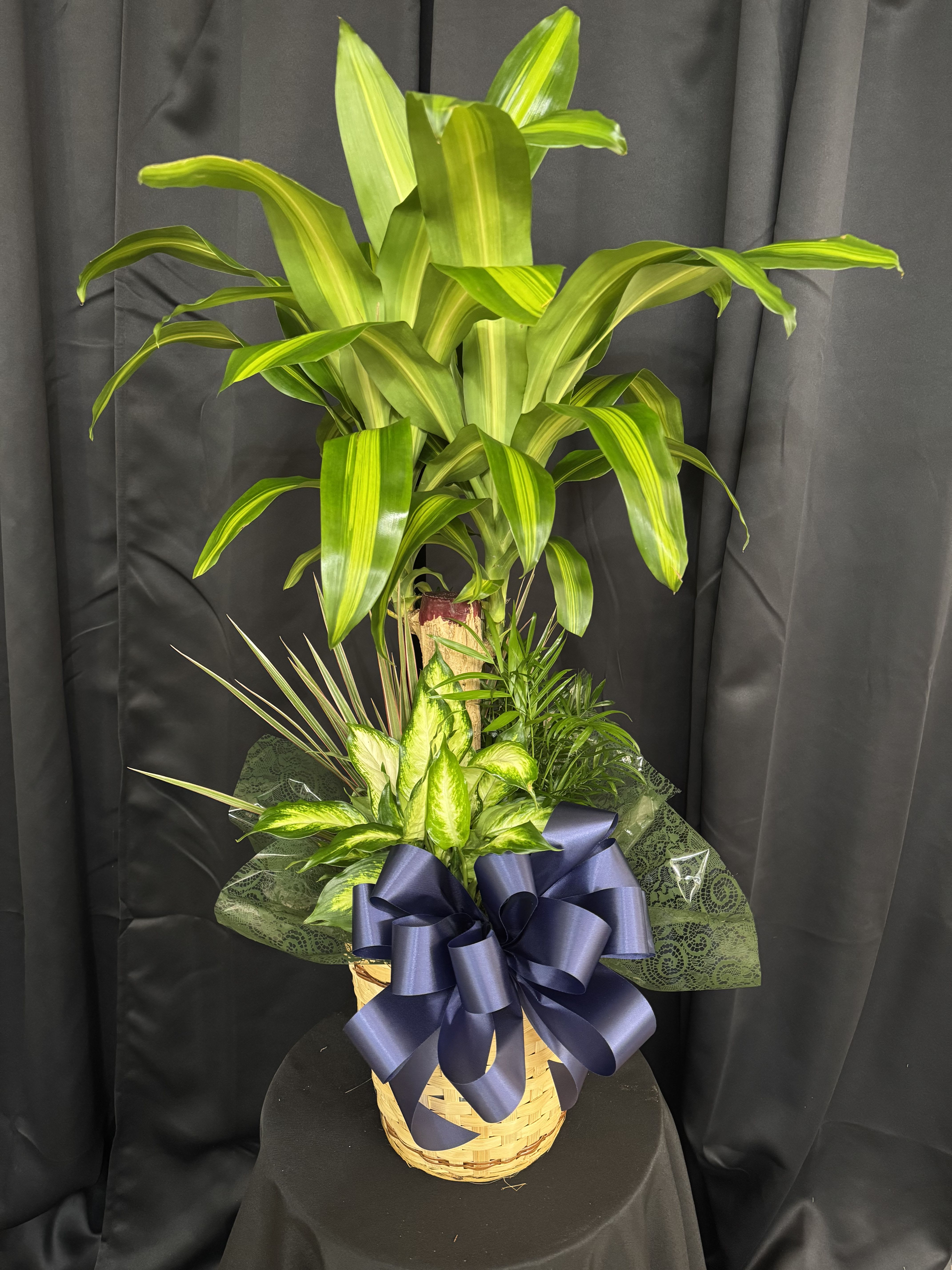 Corn Combo Plant  - Corn plant with a variety of plants around the base. 