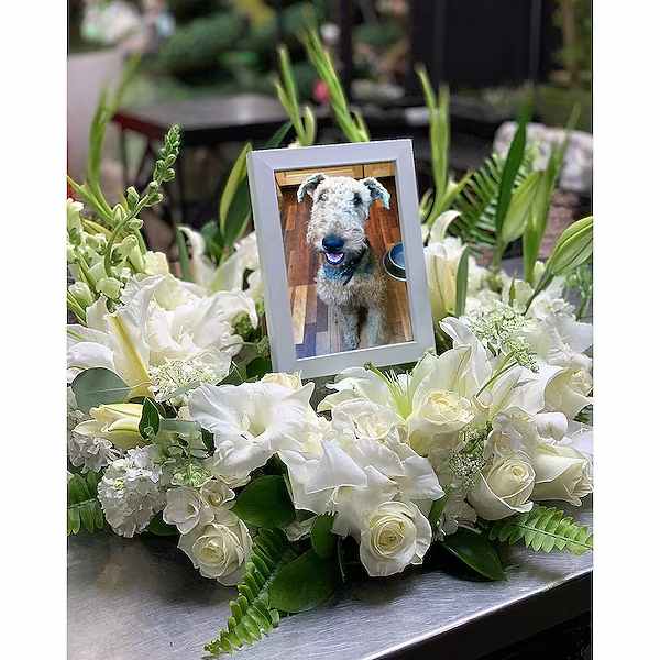 Photo Remembrance - This photo remembrance is perfect for a Celebration of Life, or even for a home to remember someone special. (Whether they were two or four legged) Florals can be any color desired, but will be created in white unless specified in Special Instruction or discussed directly with the store. Arrangement includes a white 5 x 7 frame which is perfect for a 4 x 6 photo. If you would like us to insert the photo, please provide us a copy of the photo at least one day before delivery.  All prices in USD ($)