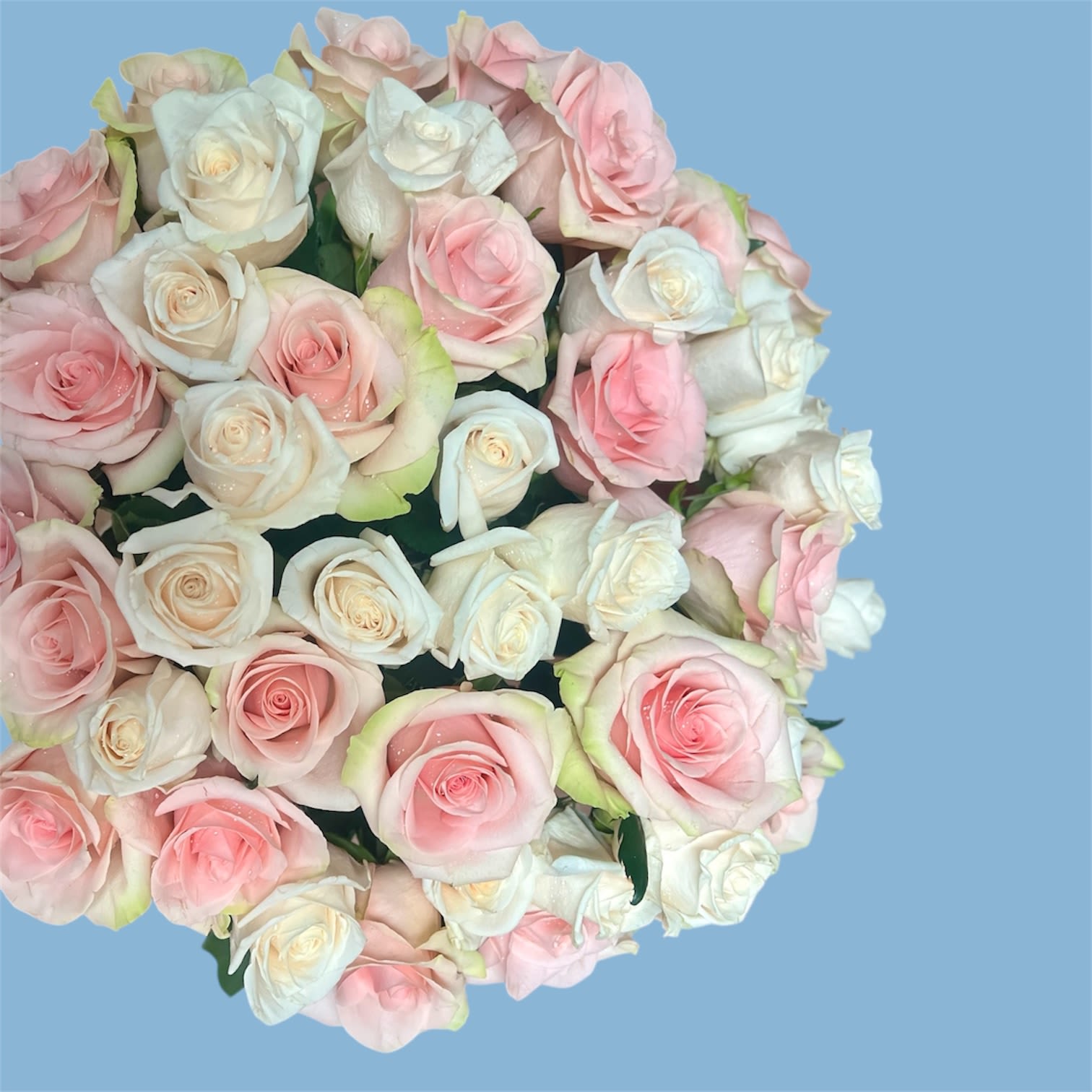 Simply Blushing Simply Blushing - 12 dozen pink roses and 12 dozen white roses. Simple and Elegant.