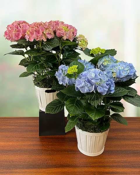 Gardener's Choice Blooming Plant - Let our expert sales team pick out the perfect blooming plant for you! As our selection varies daily based on what we select as the best of the best for the store, many customers prefer that we choose one for them. Each plant is in a beautiful basket or ceramic container.  Standard: in a basket Deluxe: In Ceramic  All prices in USD ($)