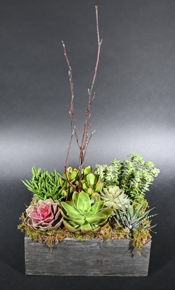Succulents in a box - A seasonal selection of easy-care succulents planted in a white or dark washed wooden box, accented by birch branches. The perfect gift for the gardener in your life rectangular wood box 12&quot;X6&quot;  with succulents approx. 10&quot;H