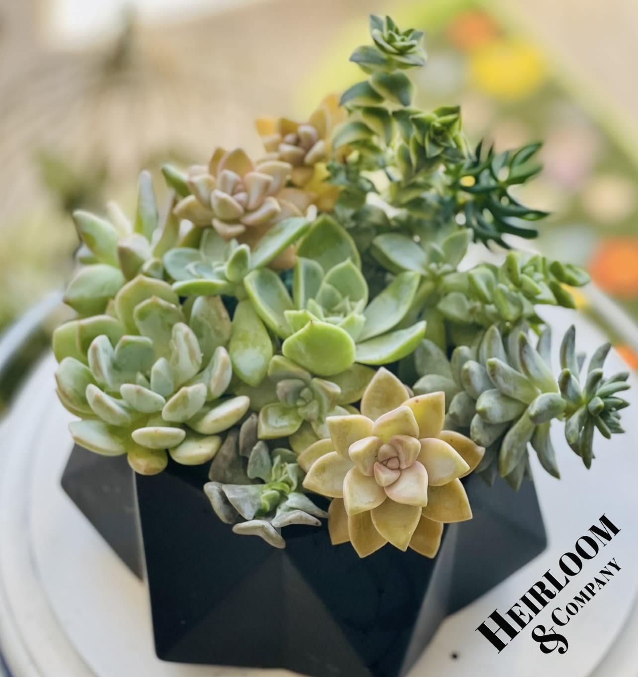 Jewel Succulent Garden Jewel Succulent Garden - Description: A lush variety of rosette succulents in muted sage, jade, and soft mauve tones nestle together in a sleek geometric black planter. This low-maintenance design adds an earthy, modern touch to desktops, shelves, or gift tables.