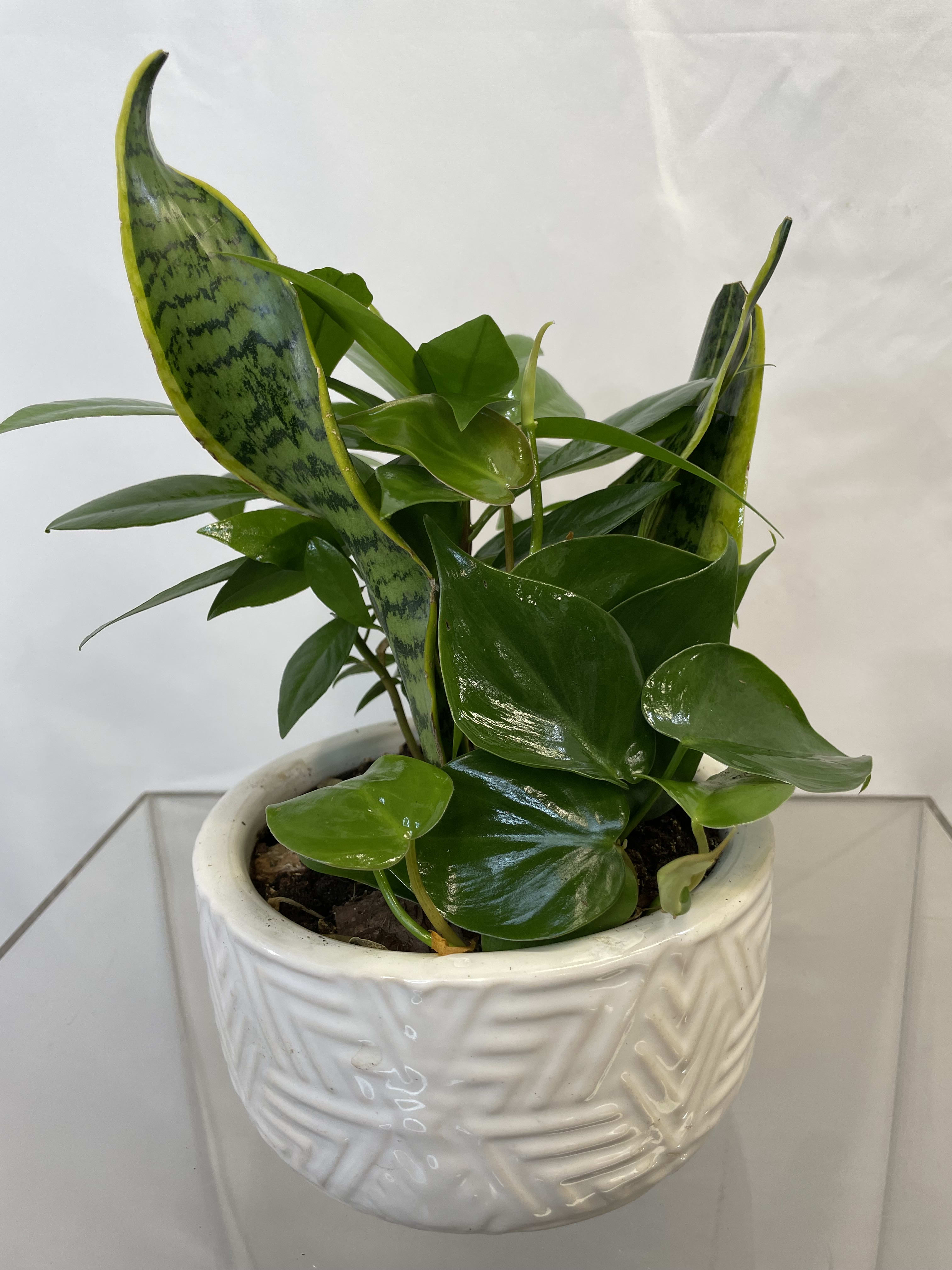 Dish Garden Planter  - A nice assortment of green house plants arranged in a ceramic container. This is perfect for a home or office &amp; a great long-lasting way to show your appreciation! 