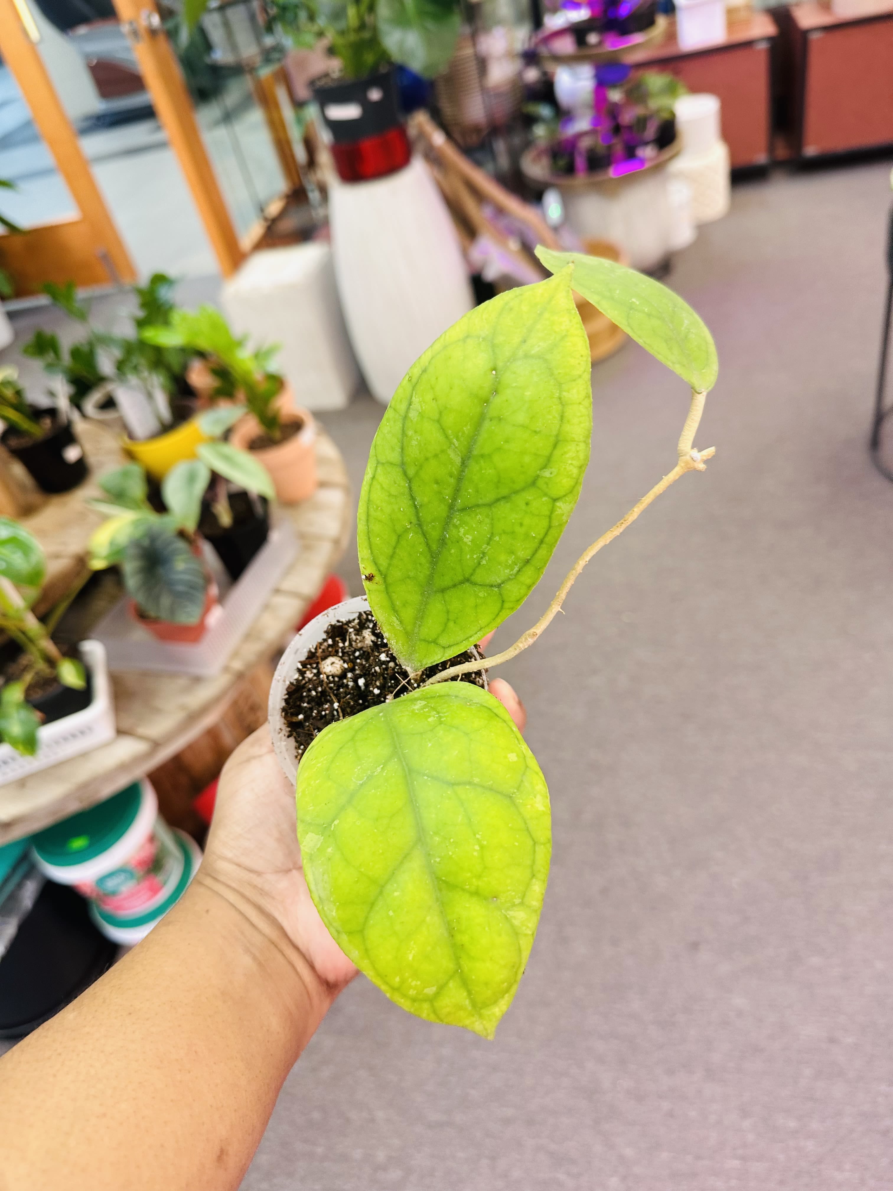 Hoya Irina - Rare Hoya.
