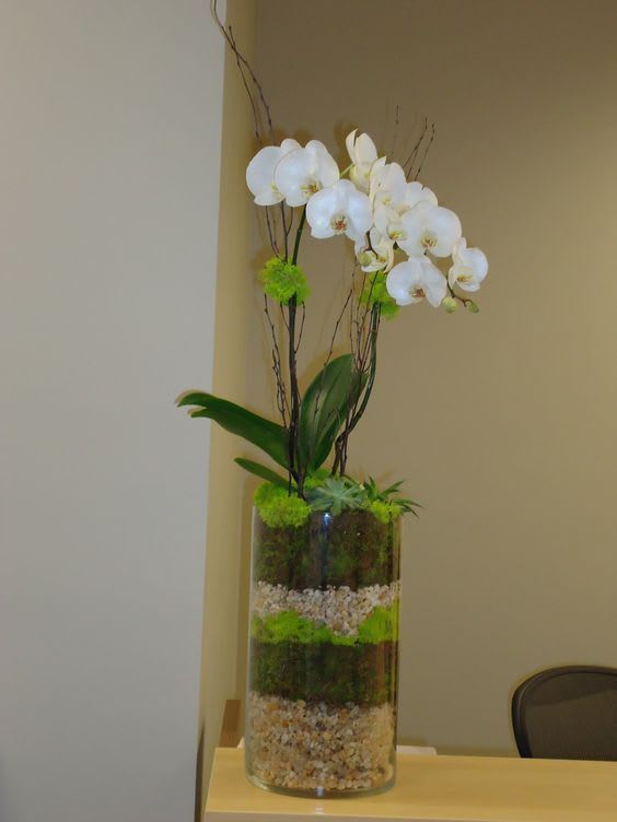 nyc phalaenopsis orchid by citywide florist nyc - Grace. Beauty. Prosperity. And love. These are just some of the lovely qualities attached to the exquisite orchid. So imagine the effect of receiving six stunning orchid plants all at once. Magical right? Two brilliant green miniature phalaenopsis orchids two lavender miniature phalaenopsis orchids and two dazzling white miniature phalaenopsis orchids are surrounded by white river rocks and delivered in a unique cr?me ceramic pedestal planter. Give someone the royal treatment!Approximately 14&quot; W x 16 1/2&quot; H Orientation: N/A As Shown 