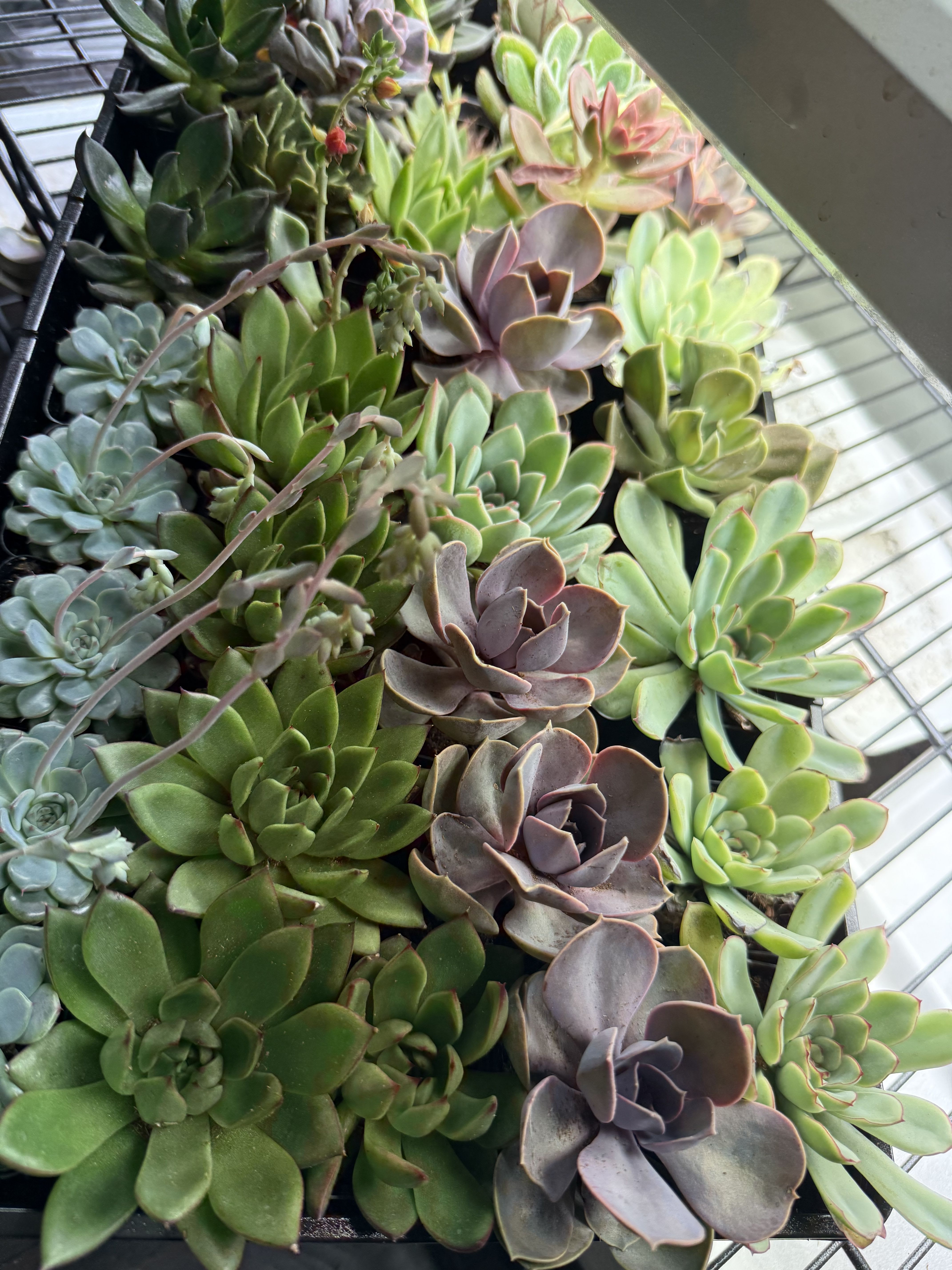 So-cute-lent by BloomNation™ - Everybody loves succulents! Send this hardy little plant to celebrate promotions, new jobs, or birthdays. It can be enjoyed for years if you treat it right! Vase and succulent variety can vary based on availability. There are several color pallets for succulents. These make the perfect addition to an arrangement, perfect for office, or mantle piece. Price includes it being potted.