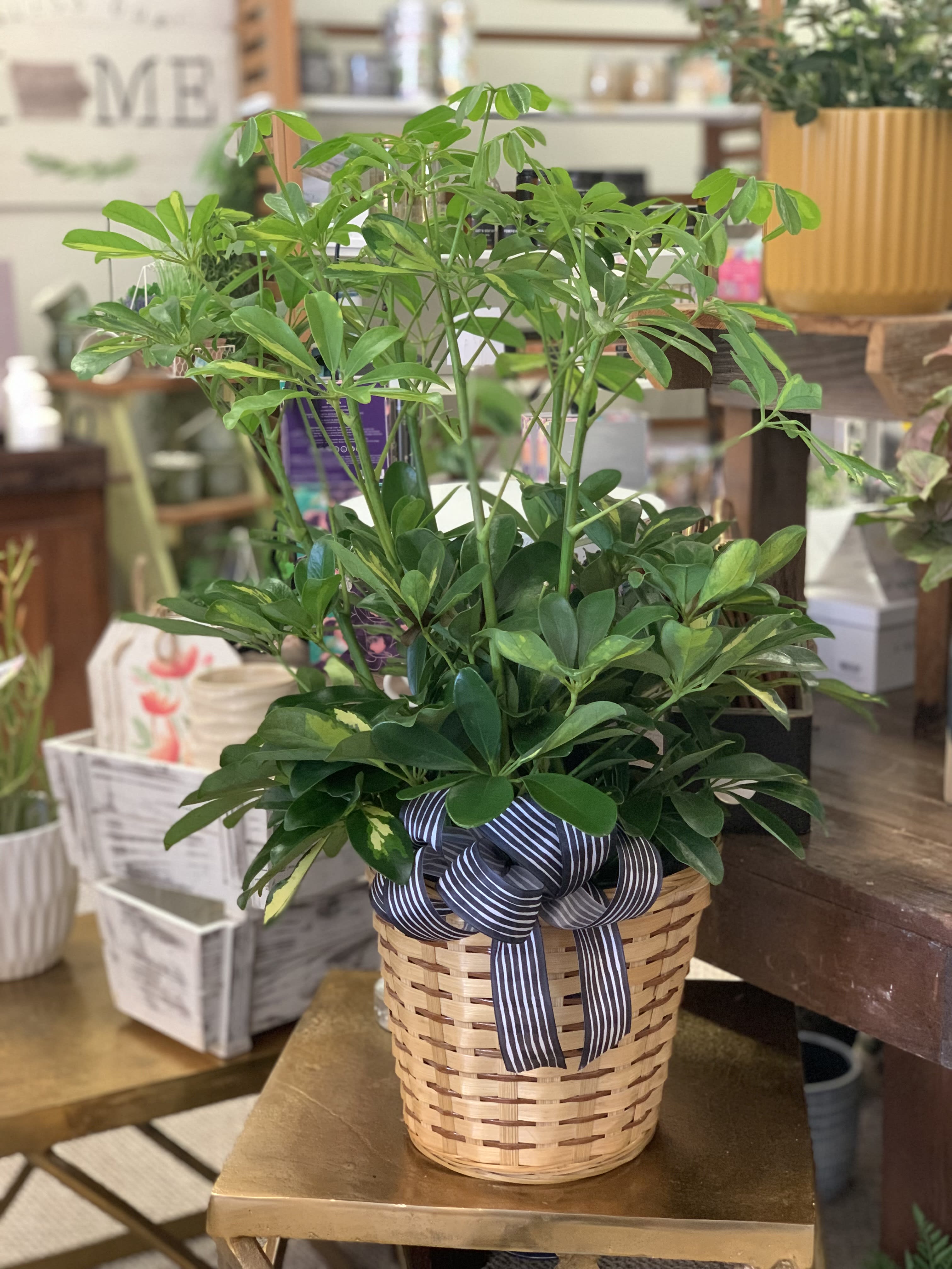 8" Green Houseplant 8" Green Houseplant - Blooms & Things staff will select one of our lovely and healthy green houseplants in a bamboo pot. We will finish the design with Spanish moss and a bow. Plant varieties vary.