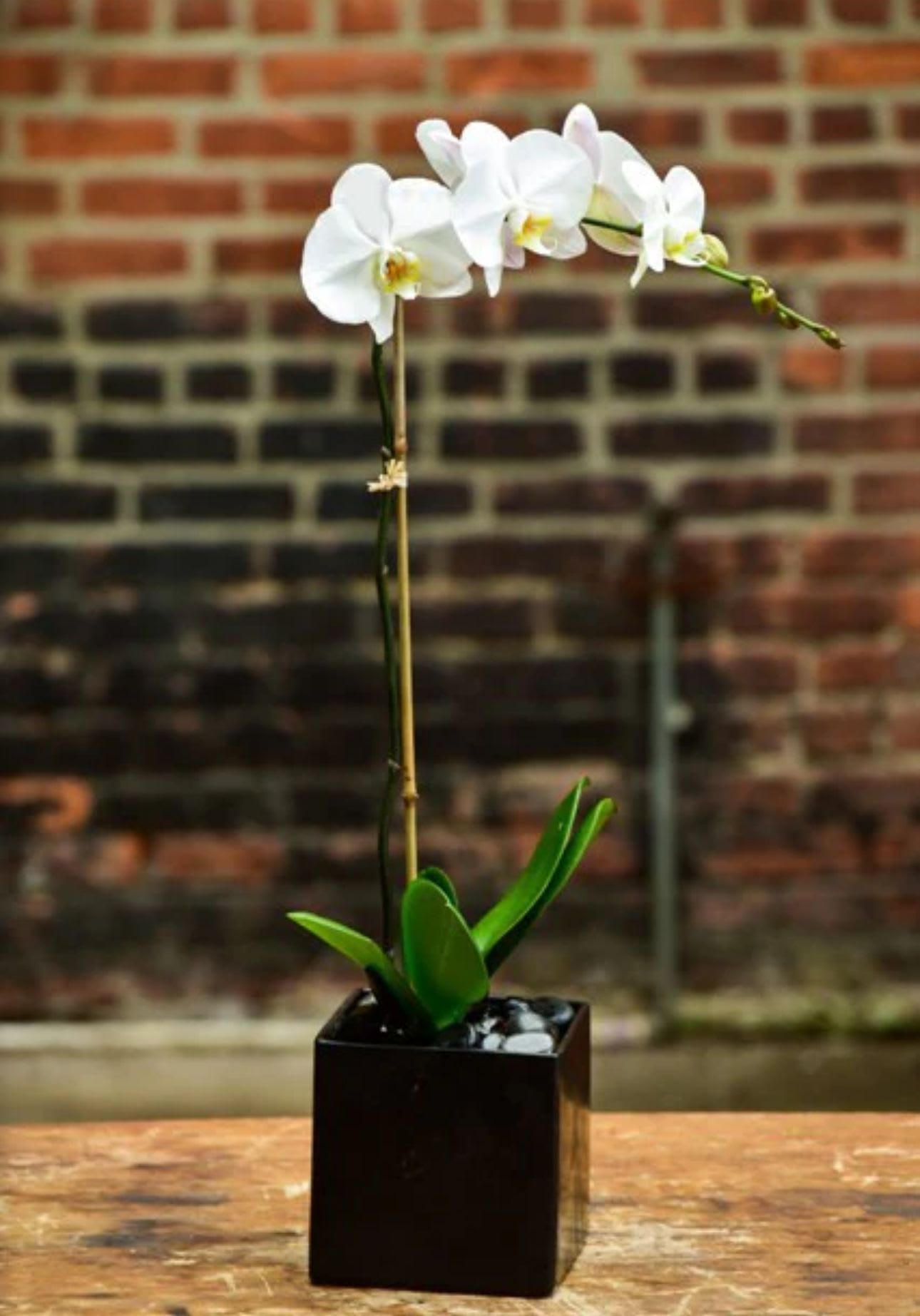White Single Phalaenopsis Orchid White Single Phalaenopsis Orchid - Beautiful phalaenopsis orchids adorned with a stylish black square ceramic vase.