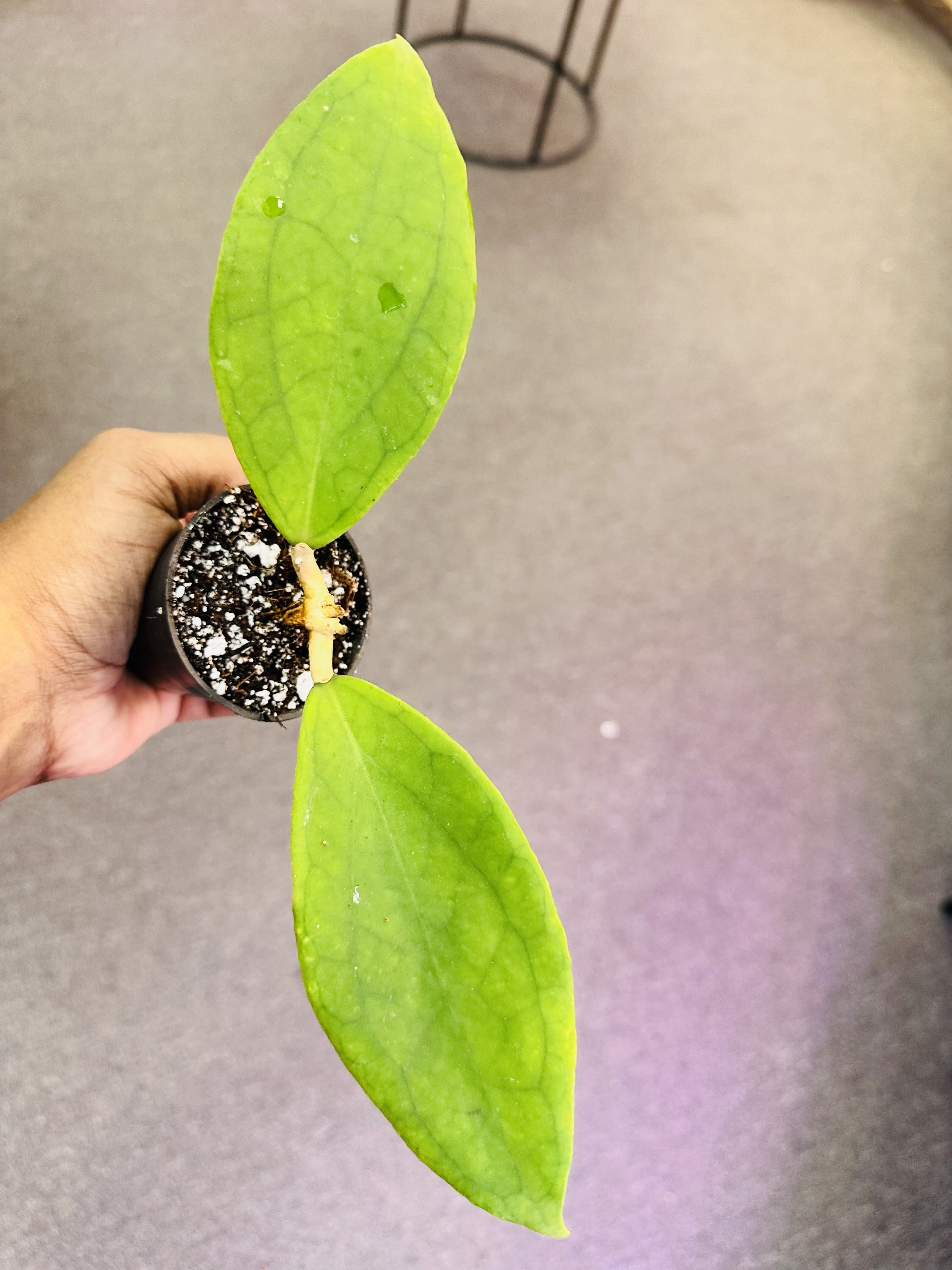 Hoya Vitellinoides Hoya Vitellinoides - Rare hoya and easy care plants for all, prefer humidity and well diluted liquid fertilizer. Pot Size: 3" inches Light: Bright Indirect Water: Drought tolerant, water when the soil feels dried out Pet Friendly: Yes.