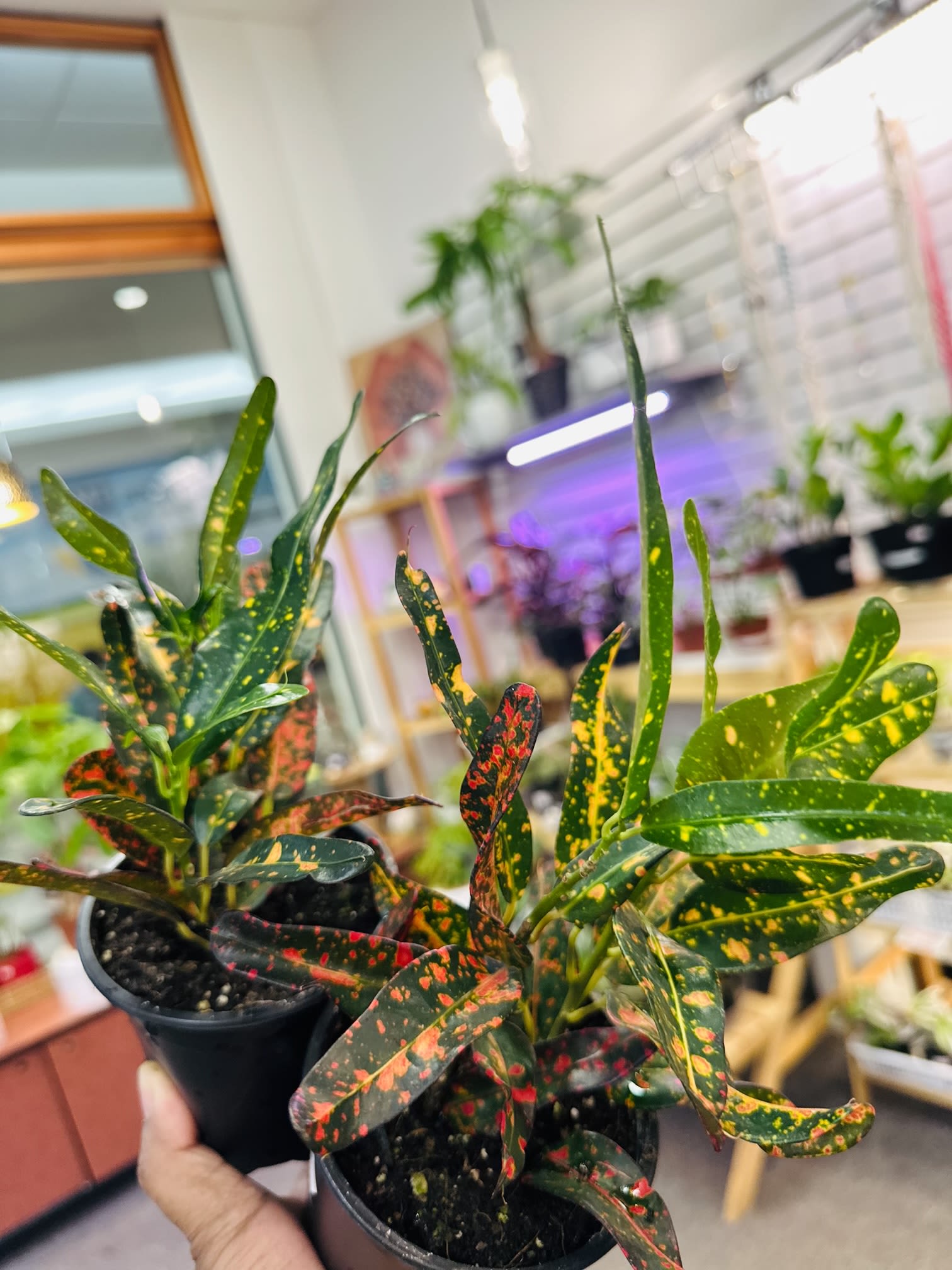 Croton Croton - 4” inches pot.