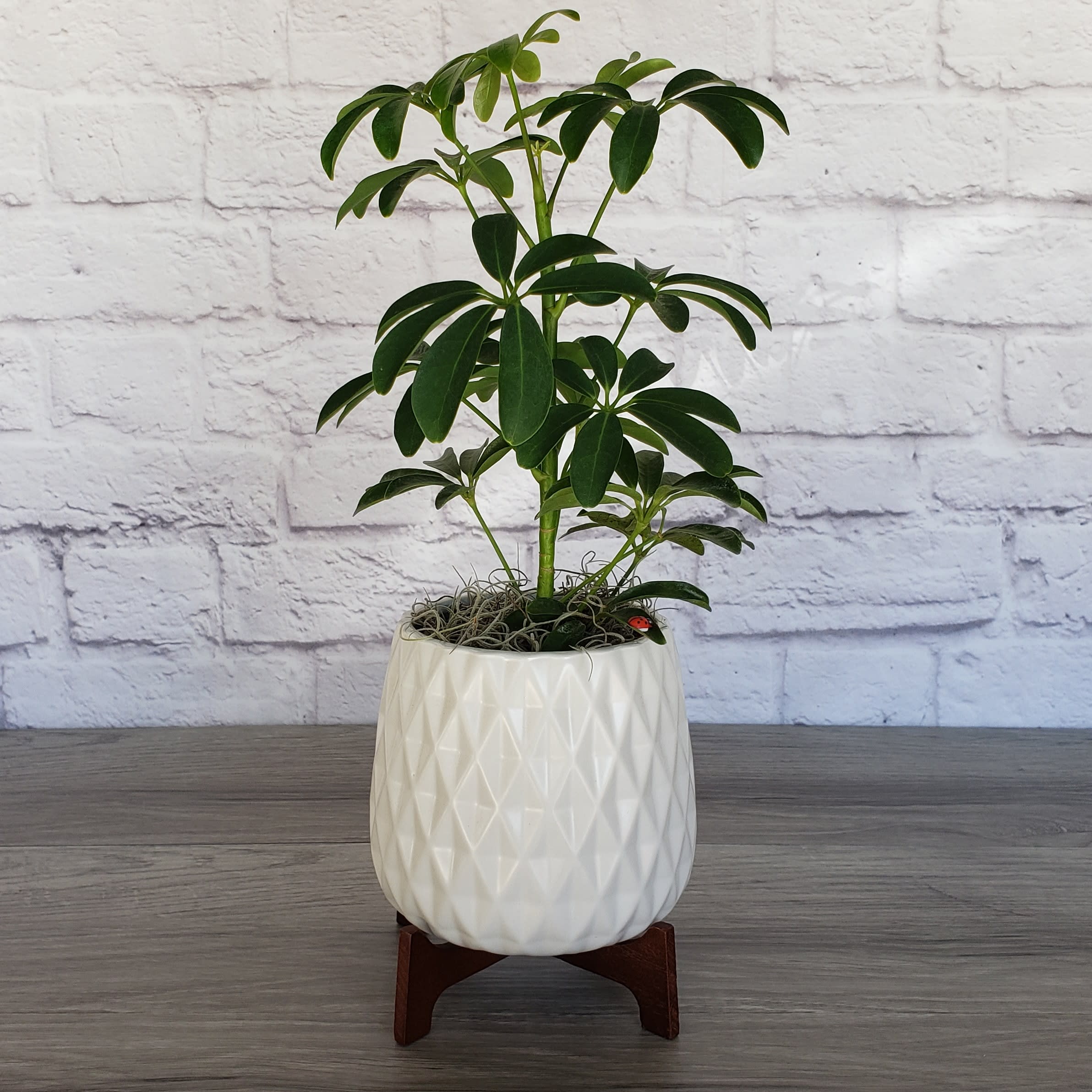 Single Plant in Ceramic Pot - Celebrate any occasion with a lush potted plant in a charming glazed ceramic pot with semi- gloss finish and wooden stand. PLANT MAY VARY and might include a umbrella plant, pothos, peace lily, or similar.   Approximately 15”H 6”W 