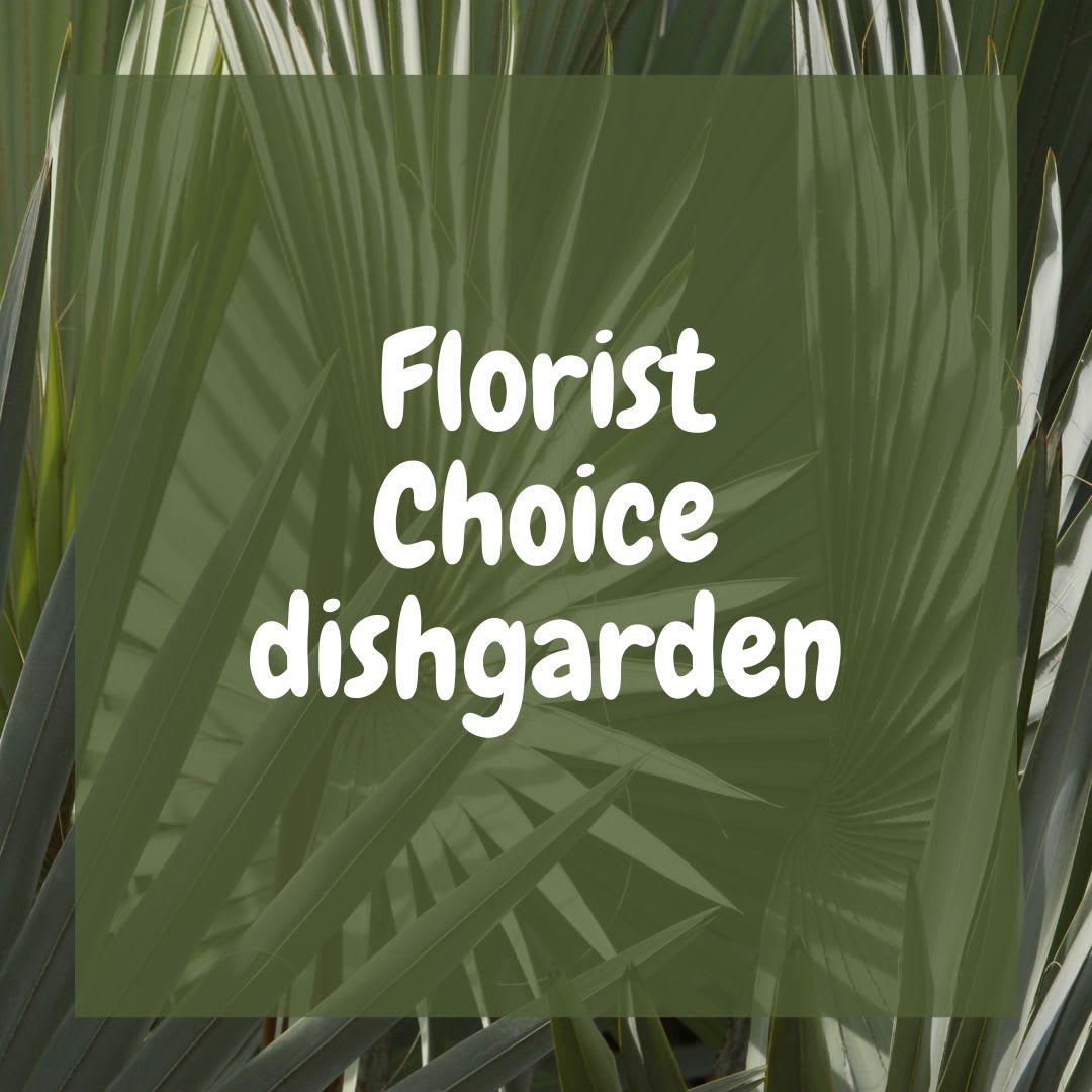 Florist Choice Dish Garden  - Our Florists will pick the freshest available green plants to create an elegant dishgarden. Varieties could include but not limited to crotons, ivy, pothos, spath, palm, dracena.. A perfect gift for a get well, birthday or even sympathy. 