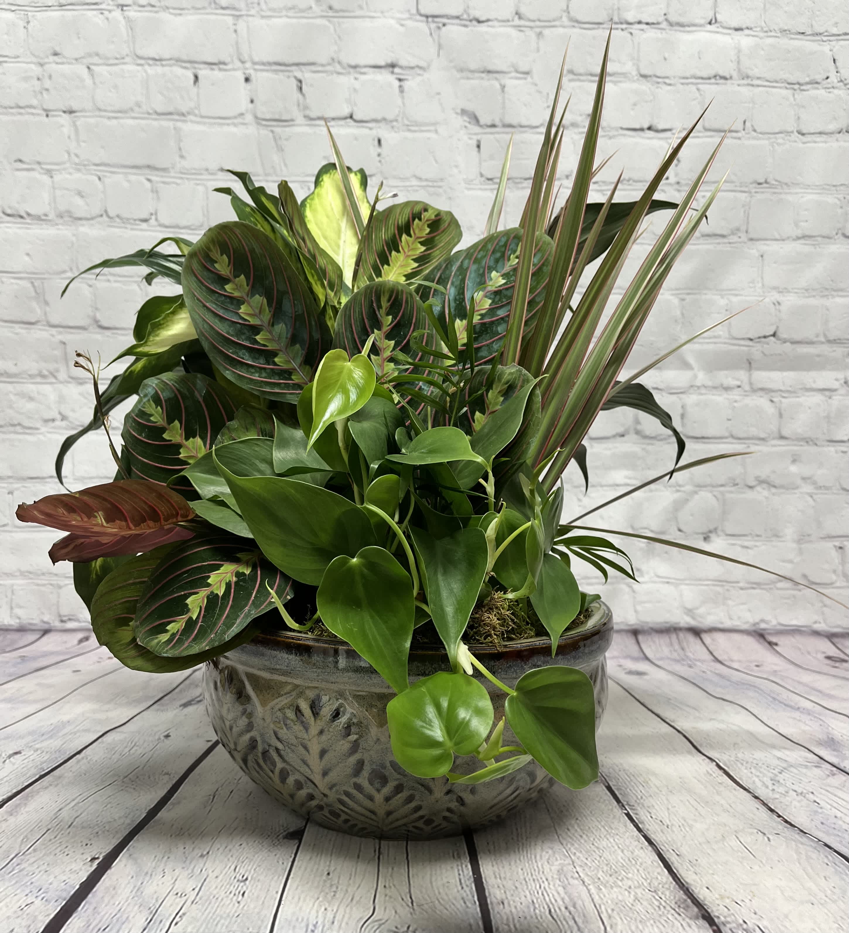 10&quot; European Dish Garden - This bountiful selection of green foliage plants in a ceramic container is a wonderful gift for any occasion. *Container color and shape may vary