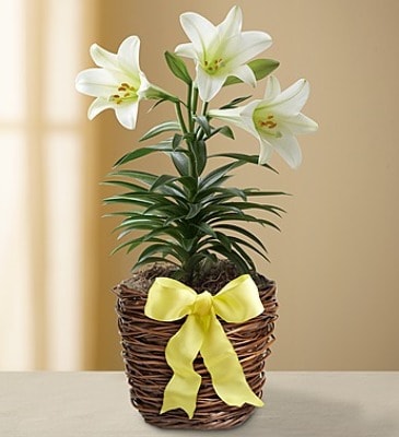 EASTER LILIES - EASTER LILIES