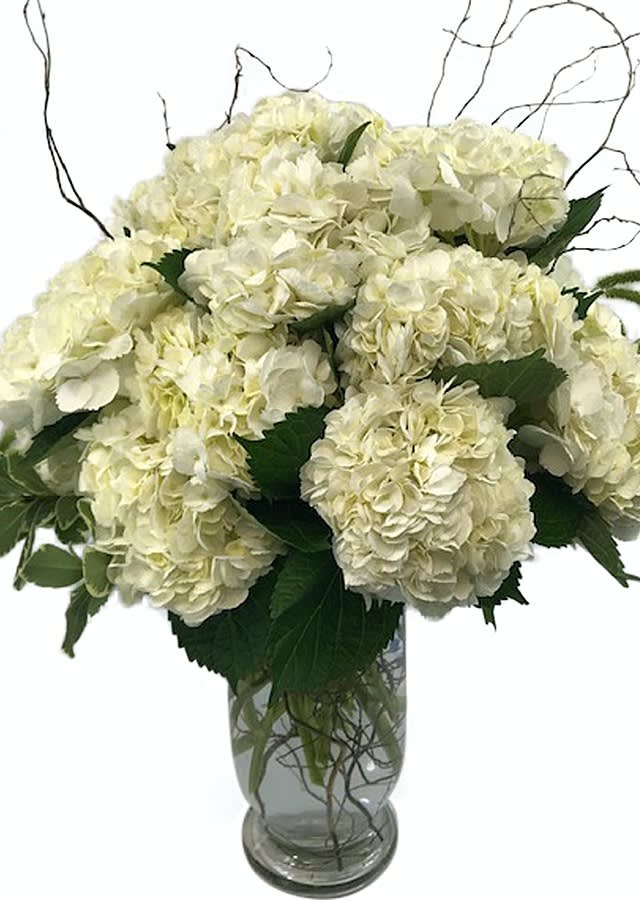 Southern Hydrangeas Southern Hydrangeas - Dreamy pillows of cloudlike hydrangeas, designed with elegant designer greenery and added touches of curly willow. This is designed in a tall clear vase. This design features 20 premium white hydrangeas