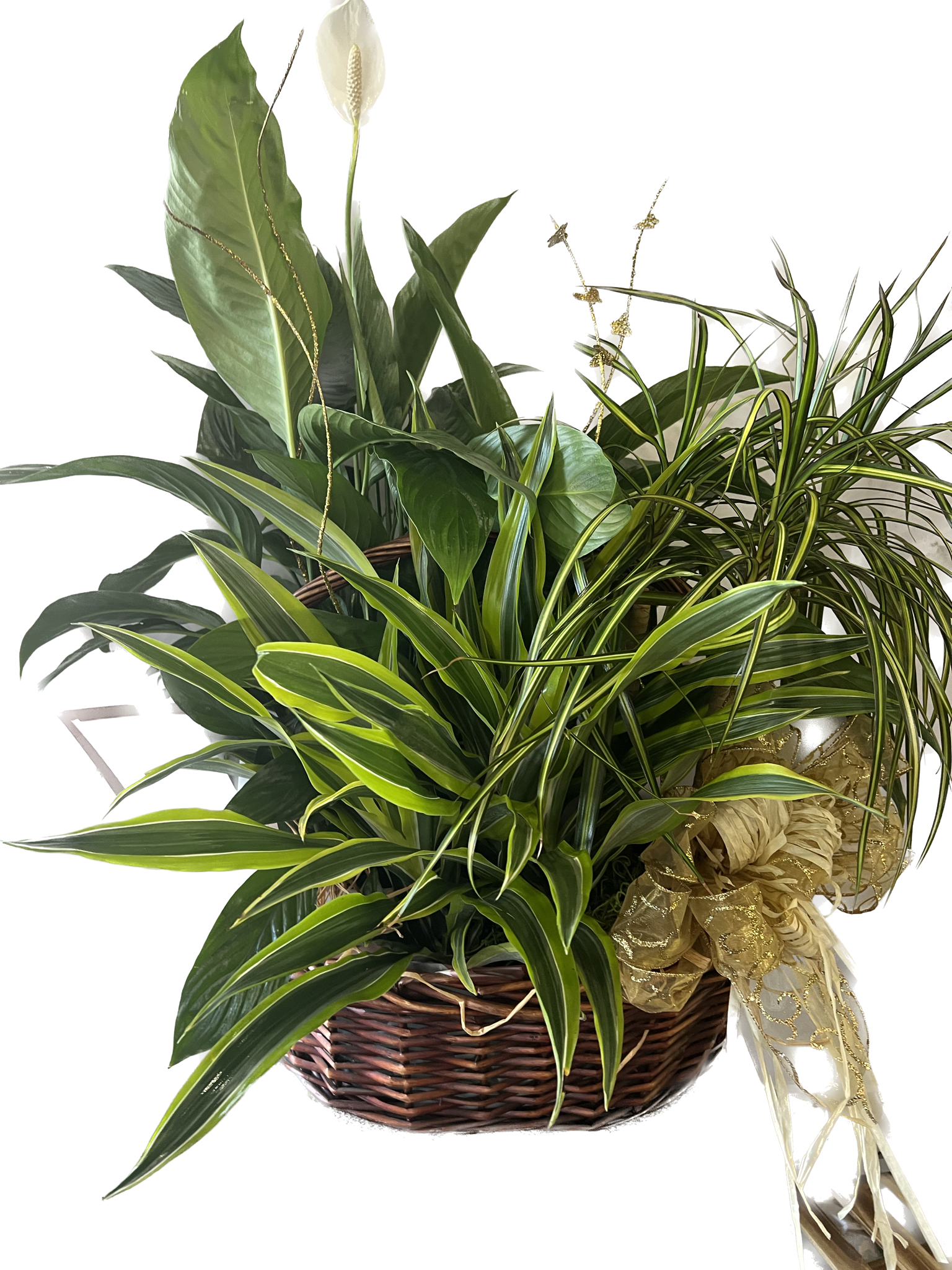 trio dish garden trio dish garden - A combination of three different plants that create a beautiful arrangement to send out. peace lily plant, dracaena lemon lime and dracaena green stripe.