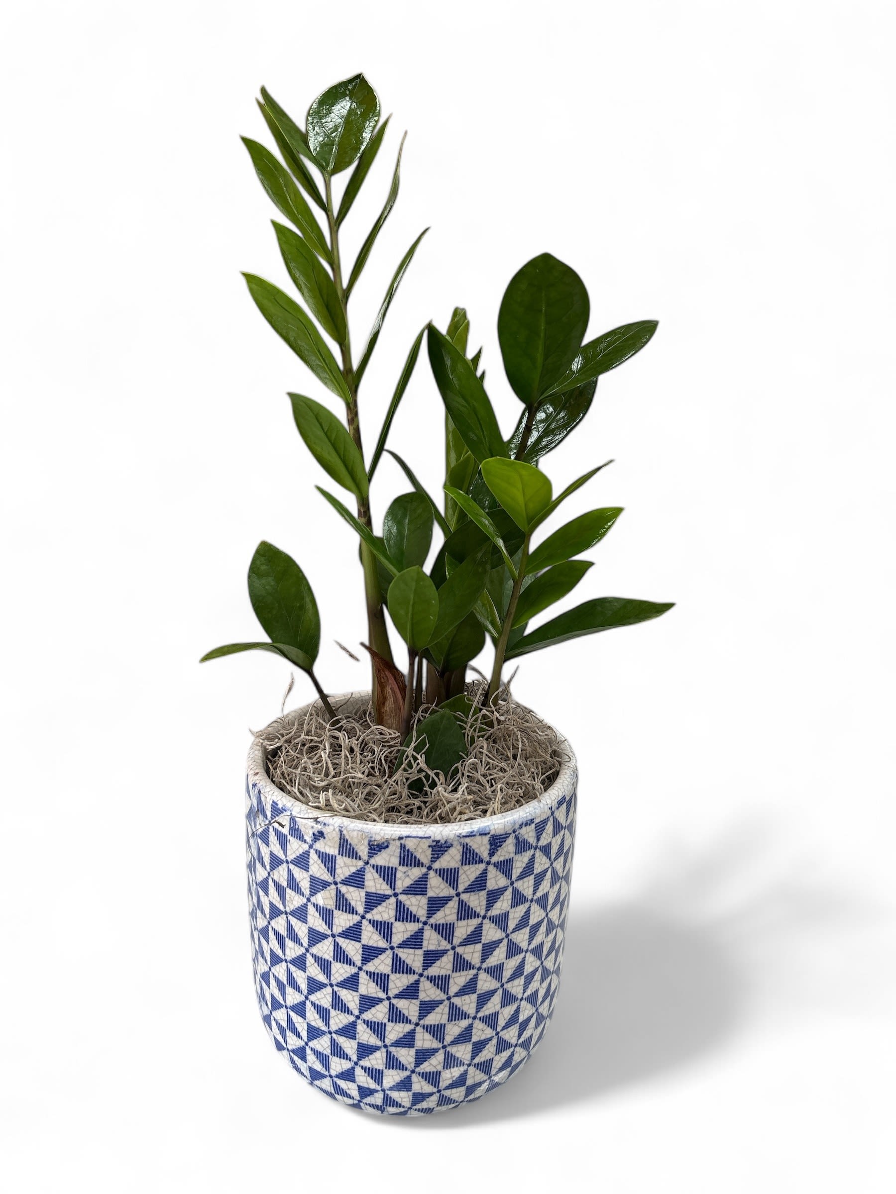 ZZ Plant ZZ Plant - A popular houseplant known for its resilience, low maintenance needs, and air-purifying properties. It boasts glossy, dark green leaves that emerge from thick, fleshy stems. In a blue & white ceramic container.