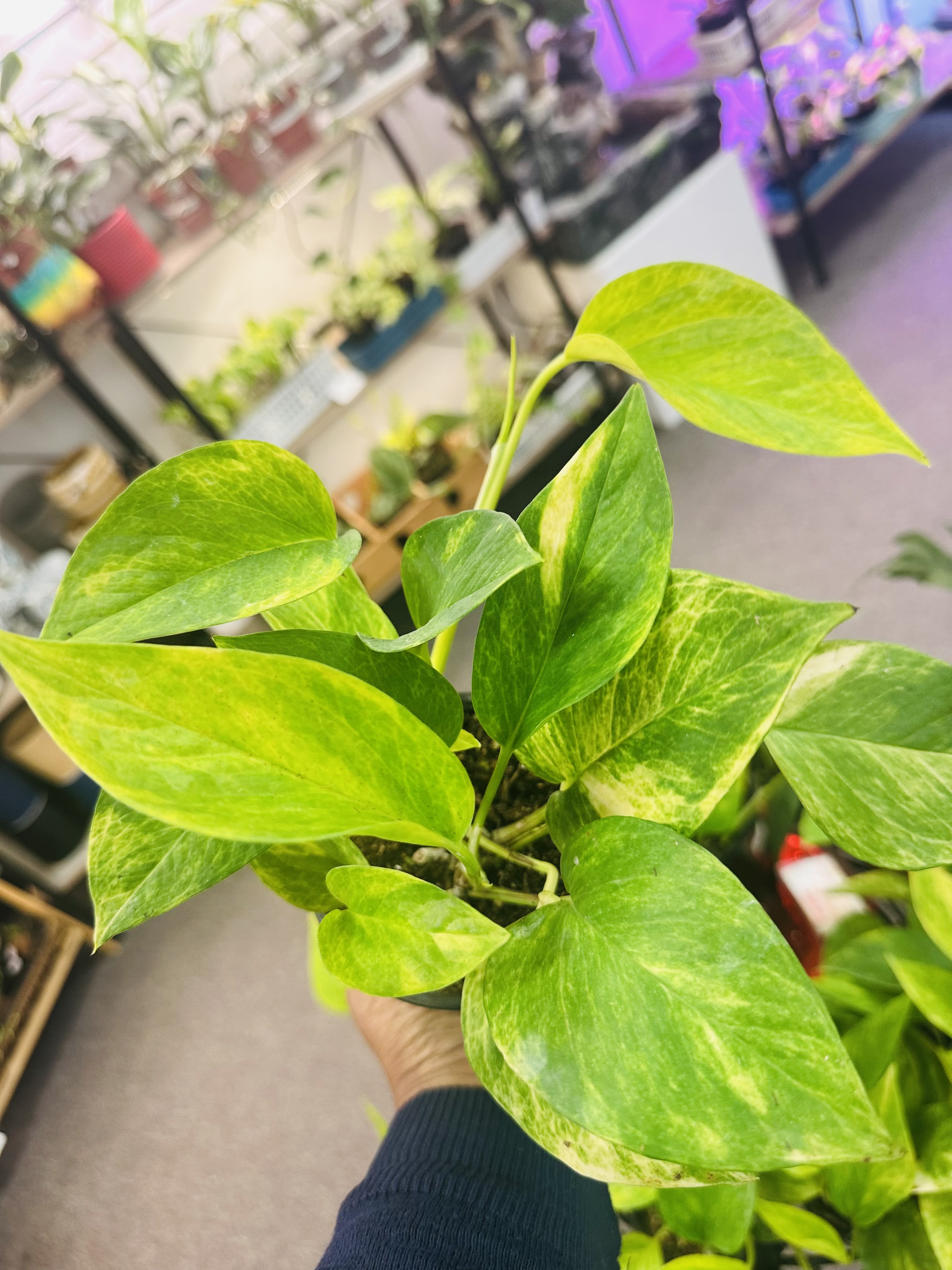 Scindapsus Neon Queen Pothos Scindapsus Neon Queen Pothos - Very low maintan and easy care plant. Light: Low to medium indirect light Water: Keep the soil moist, water when the top soil is dry Pet Friendly: No