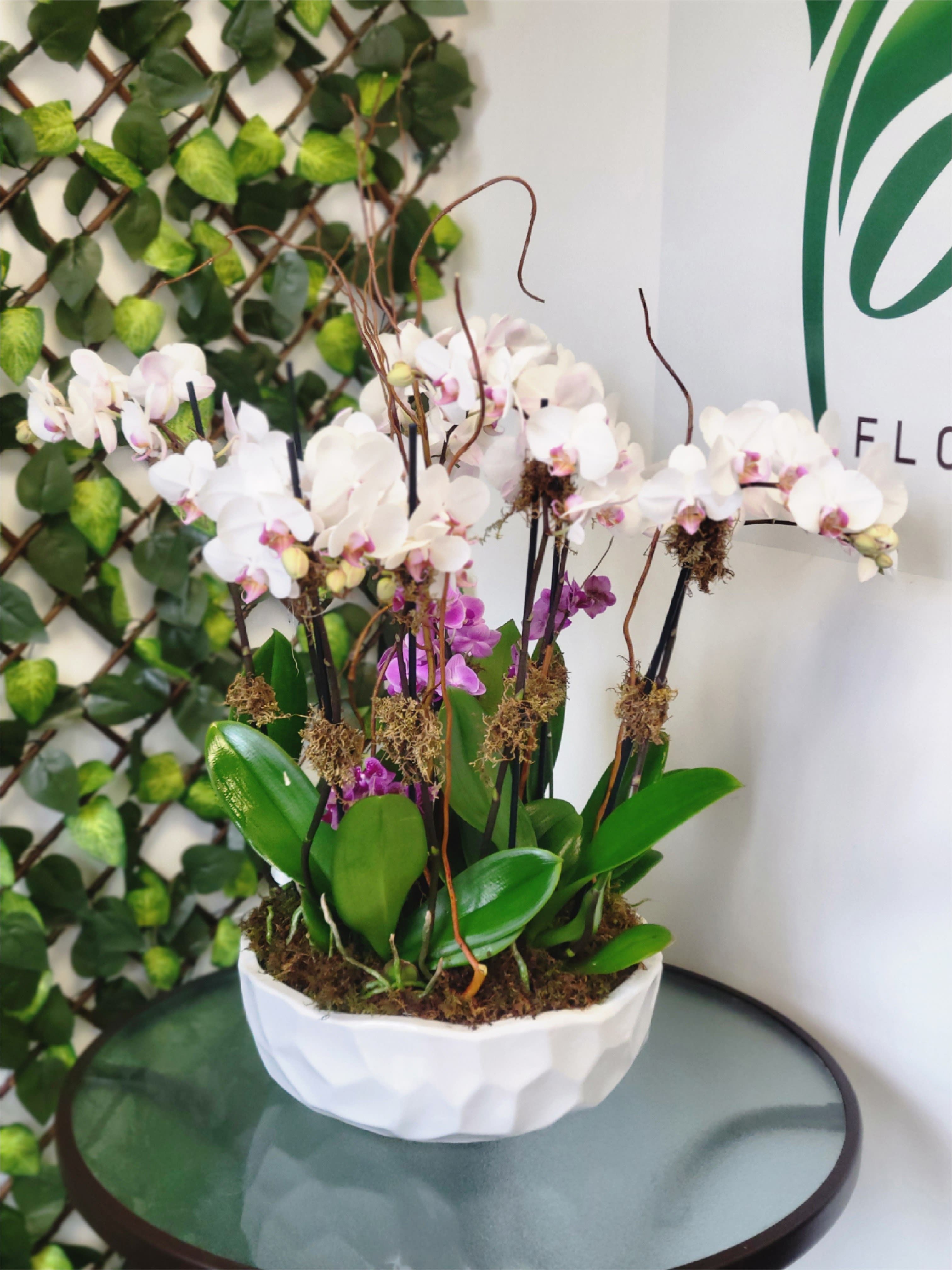 Great Phalaenopsis Orchid - Enjoy the beauty of 6 phalaenopsis orchids and 2 mini phalaenopsis orchids in the same elegant and minimalist pot  Similar flowers and colors