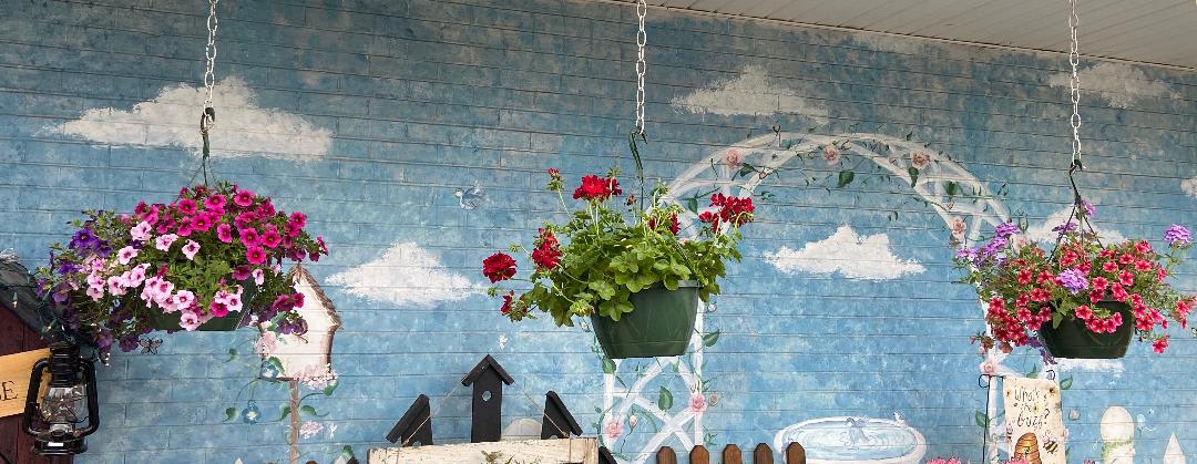hanging baskets - hanging baskets with an assortment of flowers and colors. We will choose the basket. Limited quantities