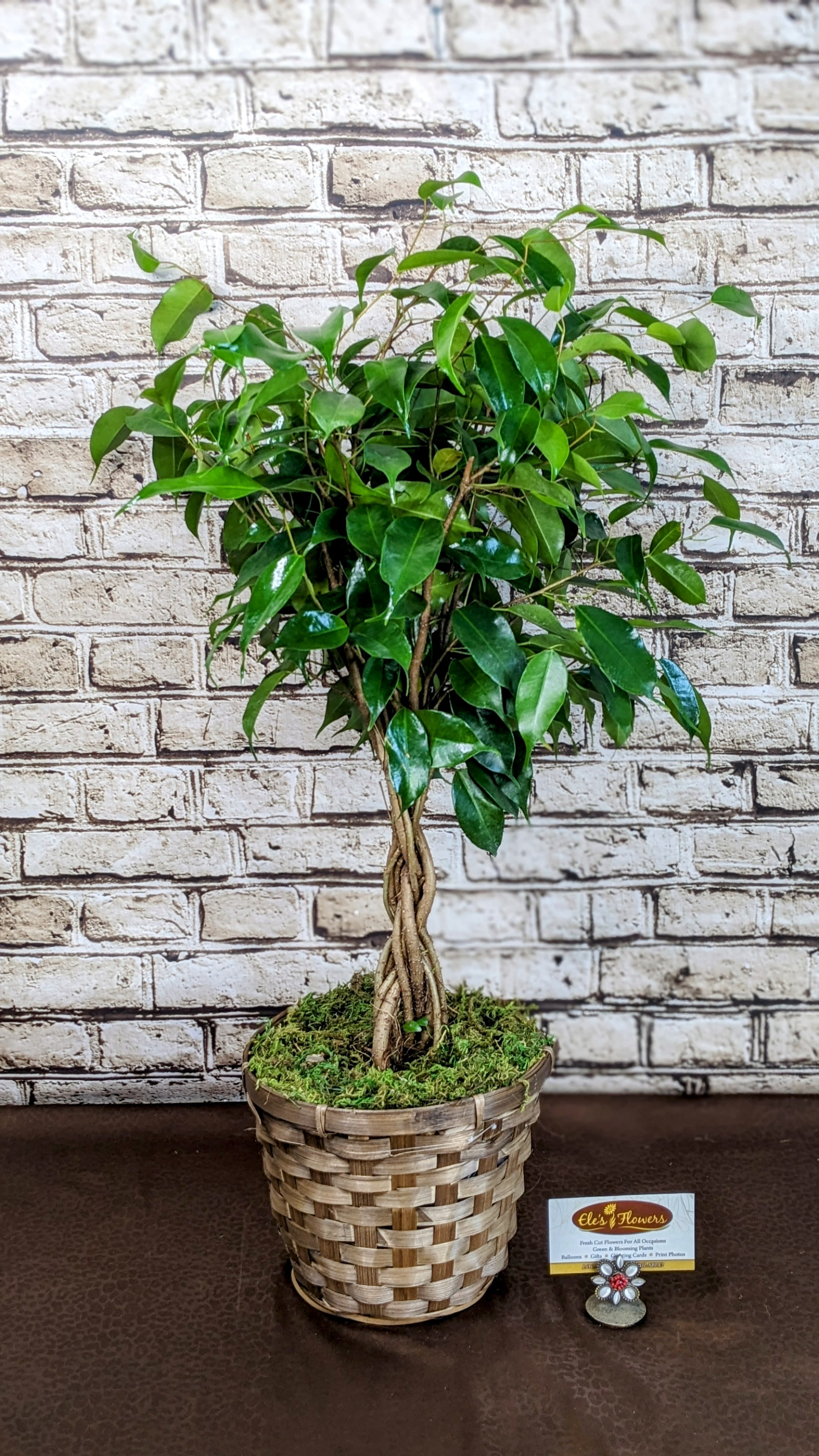 Ficus Topiary Braid - 6&quot; Planter - Elevate your indoor greenery with the timeless elegance of the Braided Ficus Topiary Tree. Featuring a gracefully braided trunk and a lush, sculpted canopy of glossy green leaves, this plant adds a refined, architectural touch to any space. Known for its air-purifying qualities and resilience, the ficus thrives in bright, indirect light and brings a natural sense of balance and sophistication to both home and office interiors.  Approximately Dimensions: 27&quot;W x 17&quot;H 