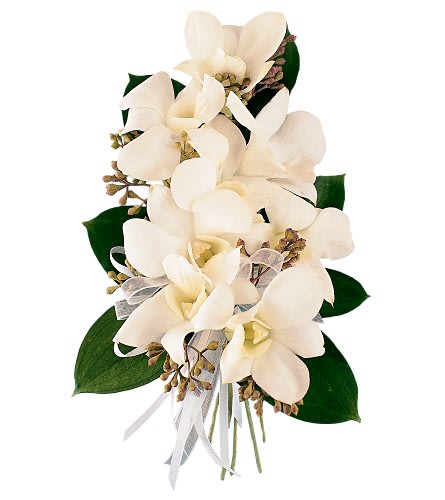 White Dendrobium Corsage - A spray of white orchids nestles against shiny green leaves and a touch of eucalyptus in this traditional design. A corsage of white dendrobium orchids seeded eucalyptus and Israeli ruscus with white satin and chiffon ribbons.Approximately 4&quot; W x 8&quot; H As Shown : TF174-5