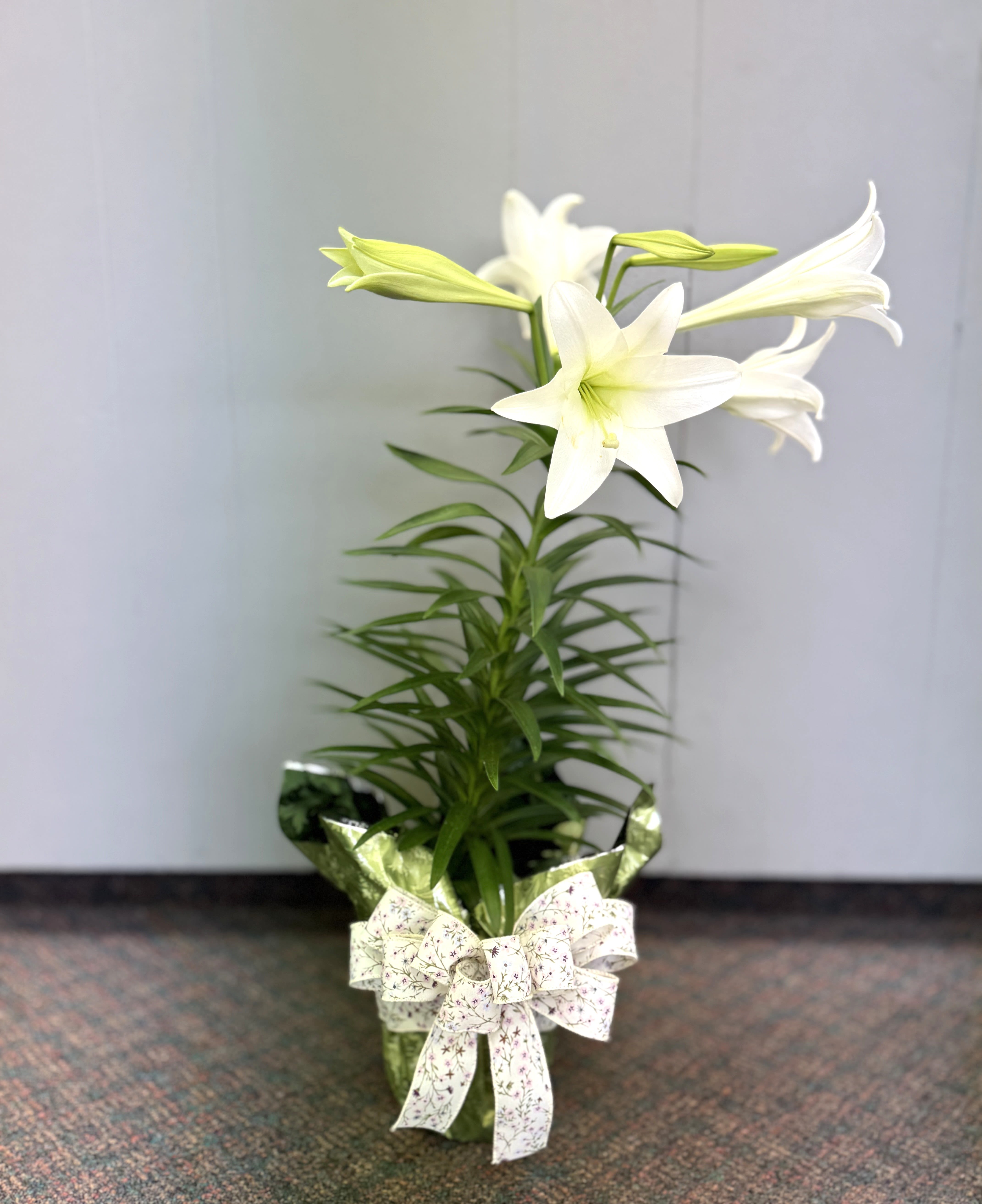 Easter Lily Plant - Celebrate the season of renewal with the classic beauty of the Easter Lily. Known for its pure white, trumpet-shaped blooms and sweet, gentle fragrance, this elegant plant is a symbol of hope, peace, and new beginnings. Our Easter Lily Plant makes a thoughtful gift for loved ones or a stunning centerpiece for your holiday décor. (Foil and bow may differ from the picture)  Perfect for home, church, or office, this low-maintenance plant thrives in bright, indirect light and brings lasting joy long after Easter Sunday.