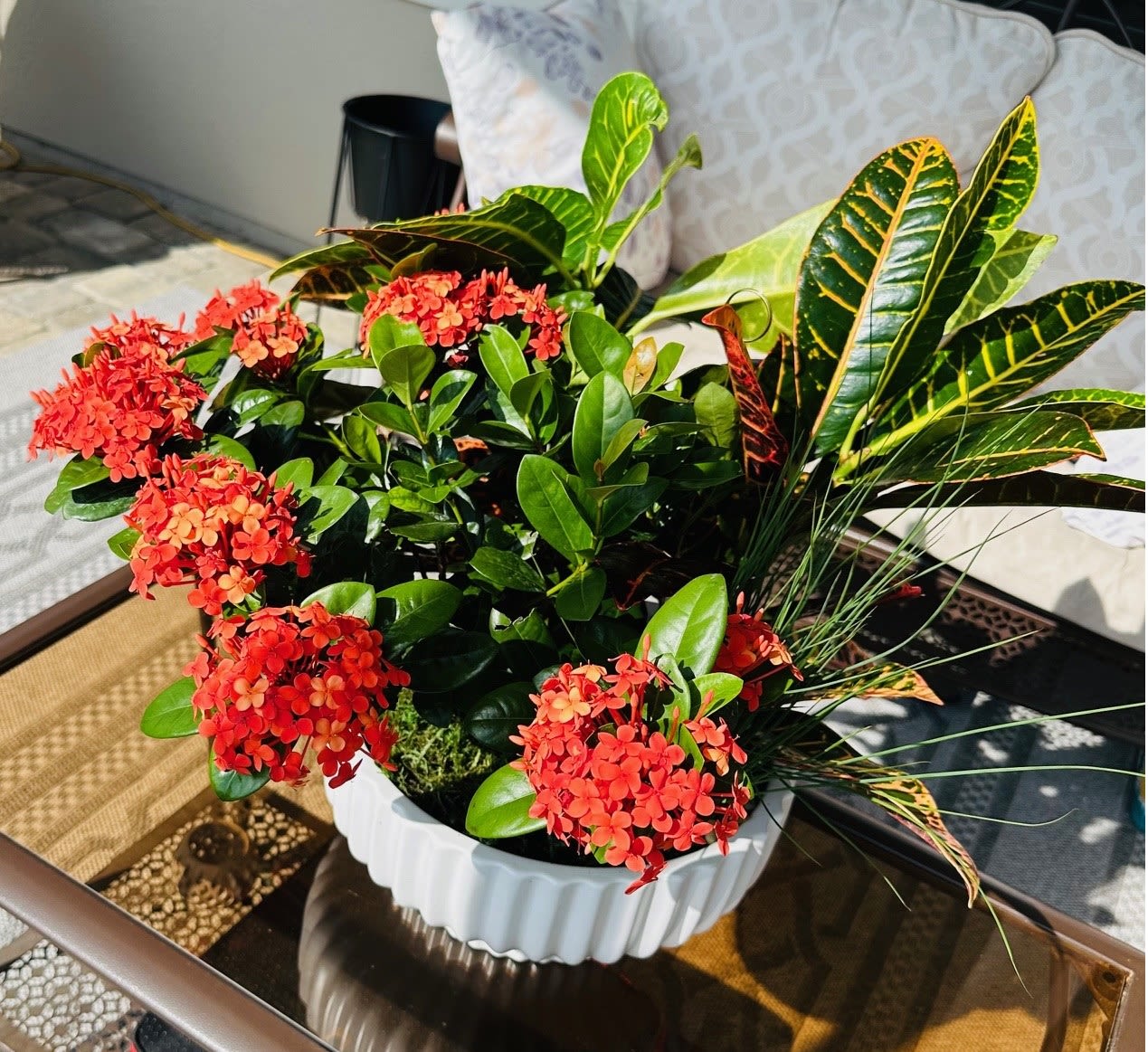 Patio Paradise Planter, St Augustine Florist Patio Paradise Planter, St Augustine Florist - Chic and contemporary, our Patio Paradise Planter is the perfect Thank You, Thinking of You, or Welcome Home gift! This beautiful arrangement is not your standard mixed planter. It's a Florida original, so some or all plant selections can be planted in the Florida garden or grown in a patio container. Give her something she can enjoy for days, months, even years!