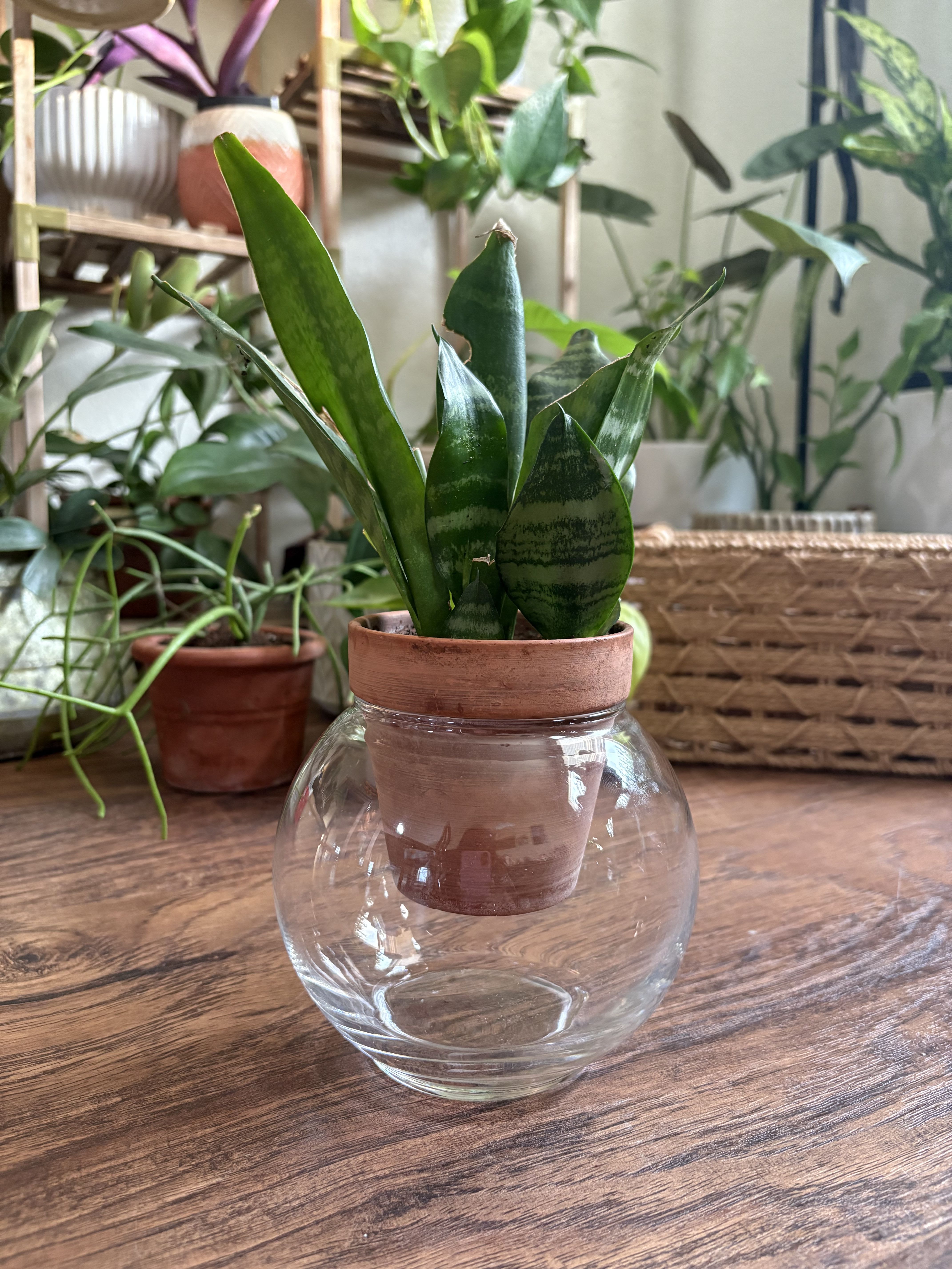 Plantaholic Plantaholic - Self watering planter and a 4inch plant