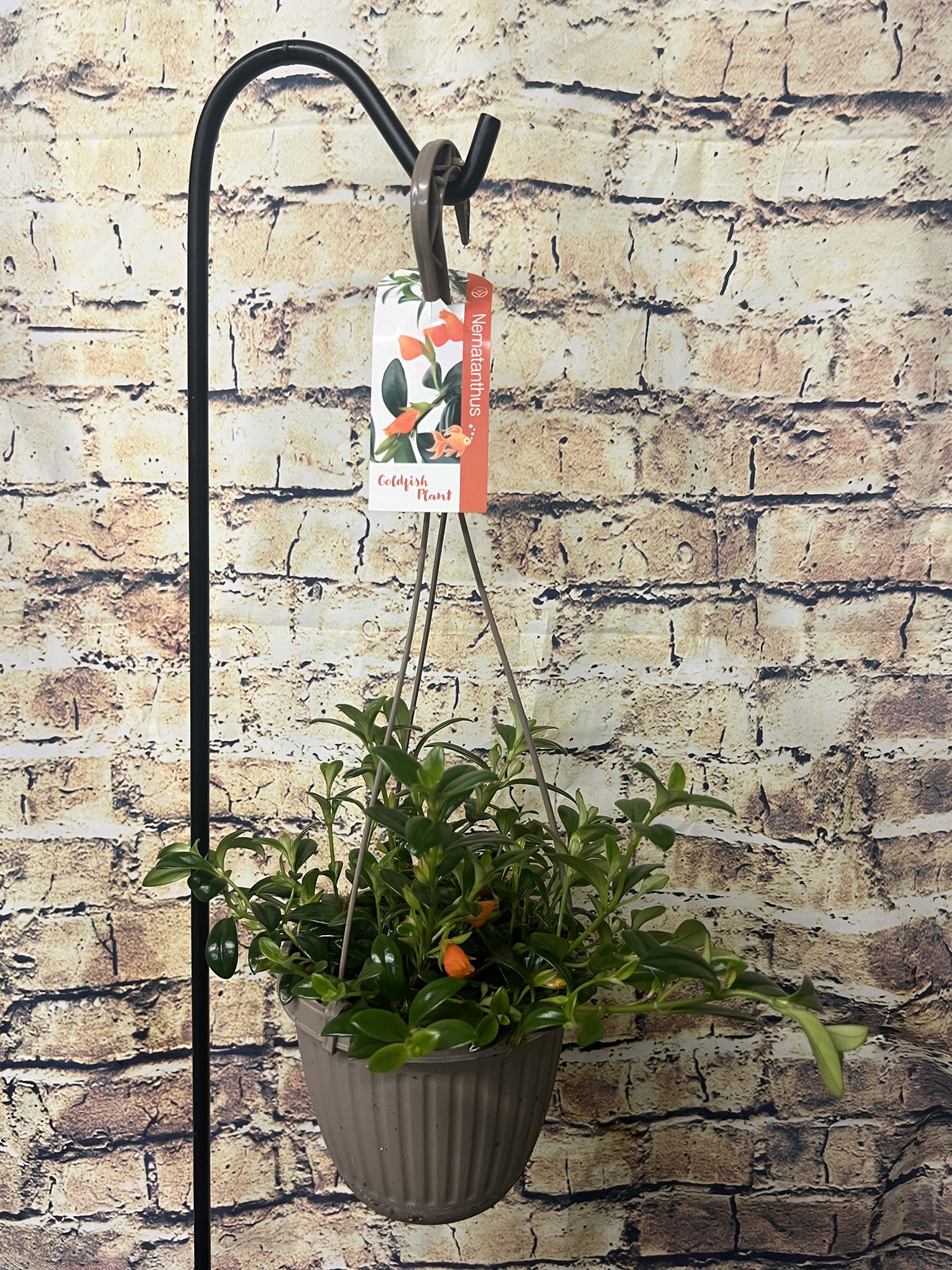 Goldfish Plant Hanging Basket Goldfish Plant Hanging Basket - What a special treat as this tropical plant has orange Goldfish like blooms!! Easy to care for and definitely unique!