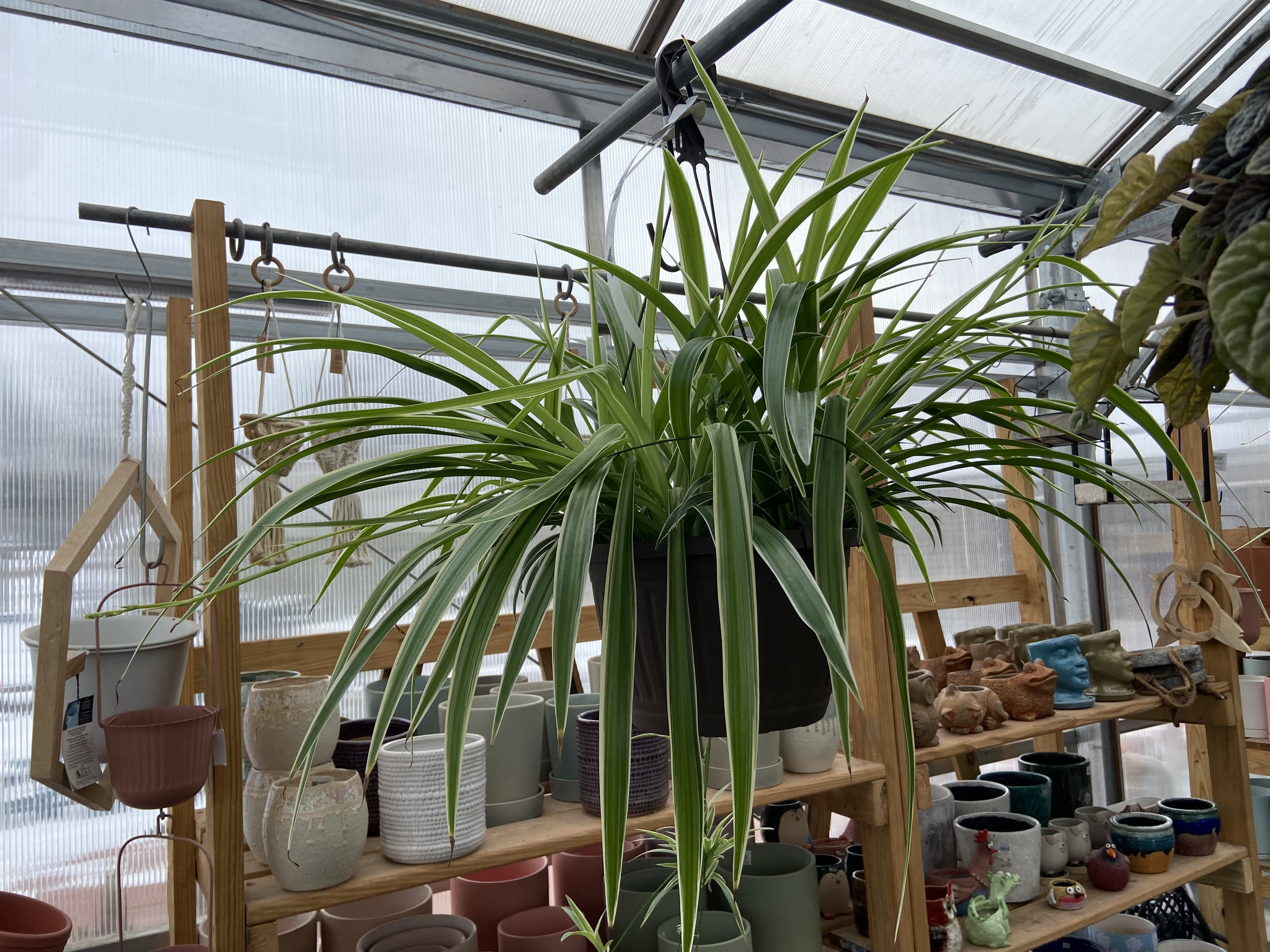 Spider Plant Hanging Basket Spider Plant Hanging Basket - This lush spider plant hanging basket thrives in variable light conditions and is rated as a top plant for cleaning the air. Hanging basket measures 10" across.
