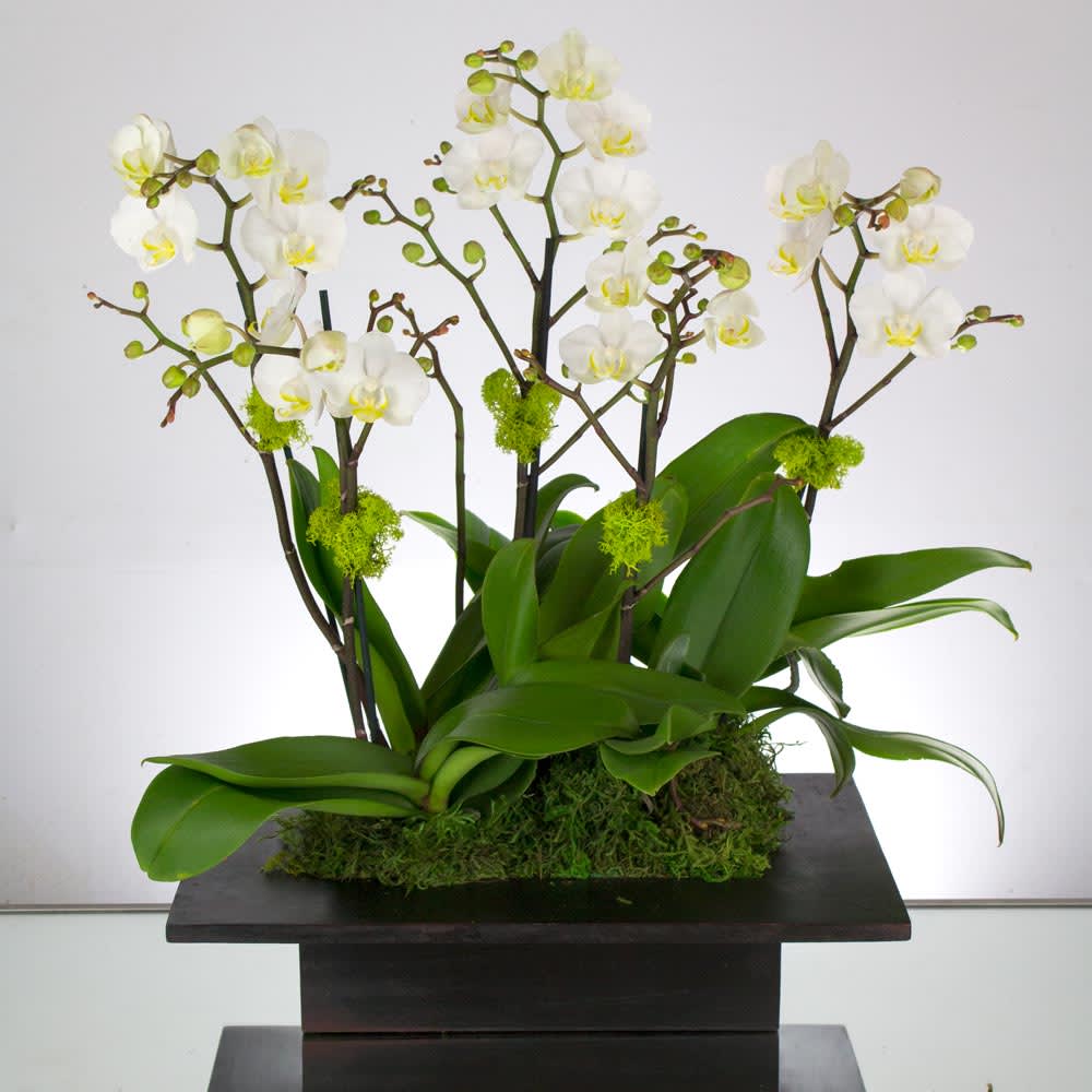 5 Mini White Orchids  - A sweet and delicate design that features 5 Mini White Seasonal Orchids in a Wooden Box. Scattered moss and lovely leafy greens accent the precious blooms.  