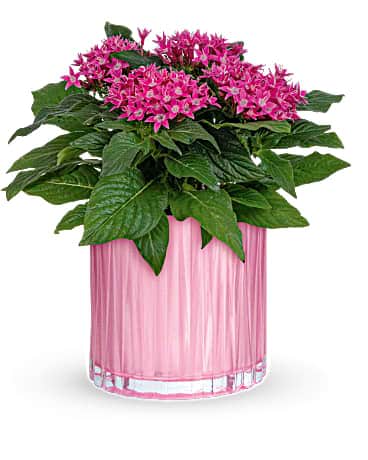Teleflora's Shimmering Starcluster Teleflora's Shimmering Starcluster - Sure to put stars in their eyes with this stunning starcluster pentas plant. It has cheerful pink flowers and deep green leaves that look oh-so-lovely in a pearlescent glass vase. This living houseplant gift features a potted pink starcluster pentas plant. Delivered in a Rosy Pink vase.